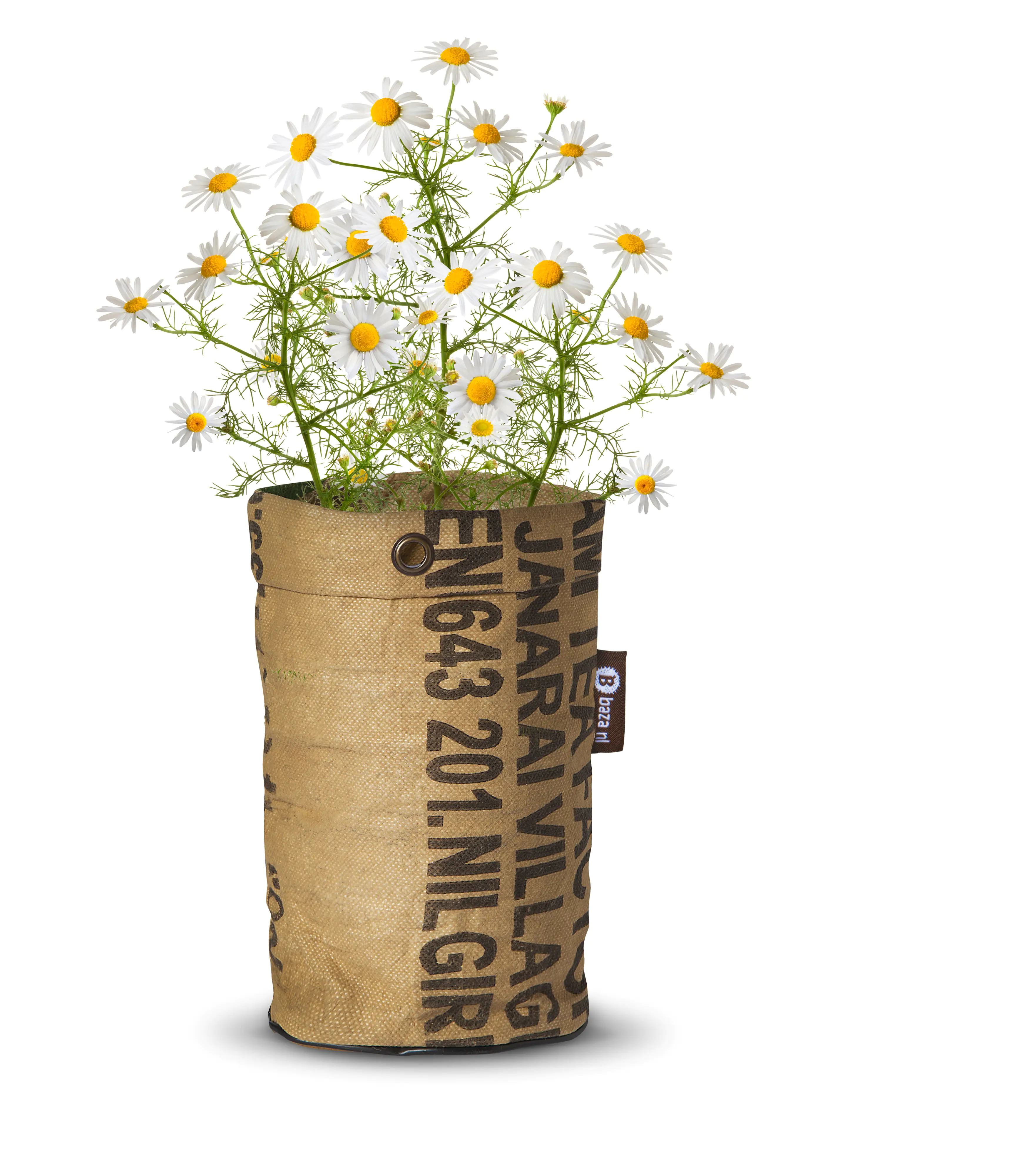Baza Seeds Teegarten Bio Kamille Baza Seeds Teegarten Bio Kamille