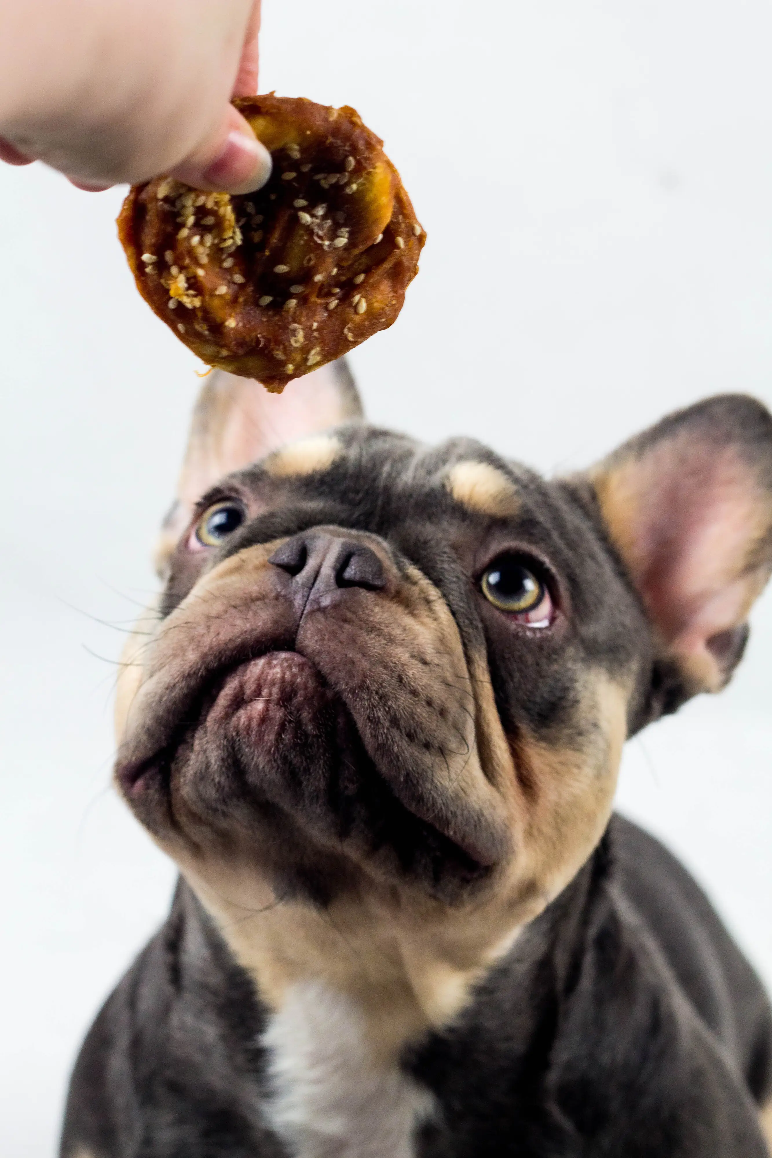 Nobby StarSnack Barbecue Chicken Pretzel Hundesnack 100 g Nobby StarSnack Barbecue Chicken Pretzel Hundesnack 100 g