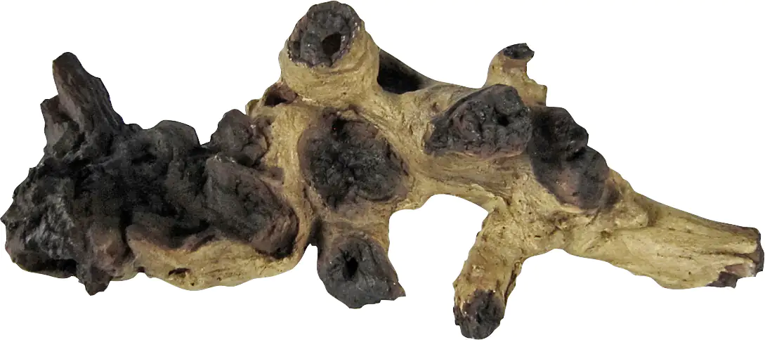 Orbit Mopani-Wurzel small