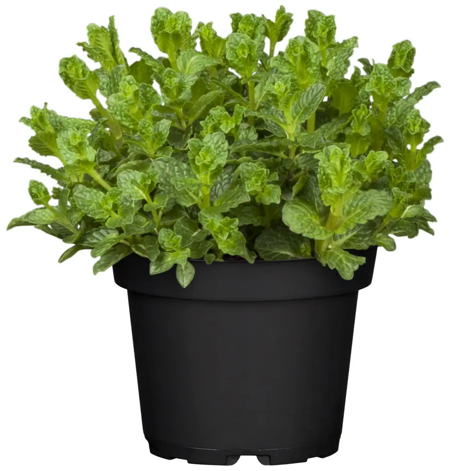 Mediterrane Gewürzkräuter Minze Mentha Piperita H 25 cm 14 cm Topf