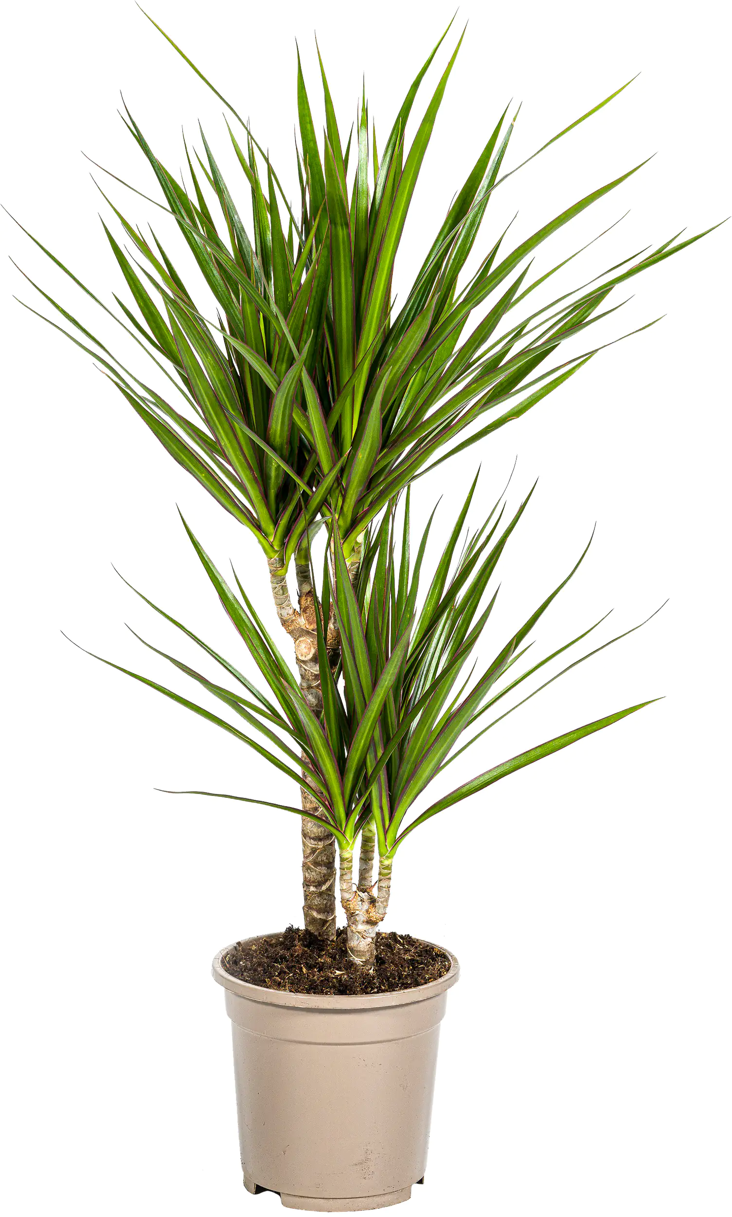 Drachenbaum Dracaena marginata H 60 cm 17 cm Topf