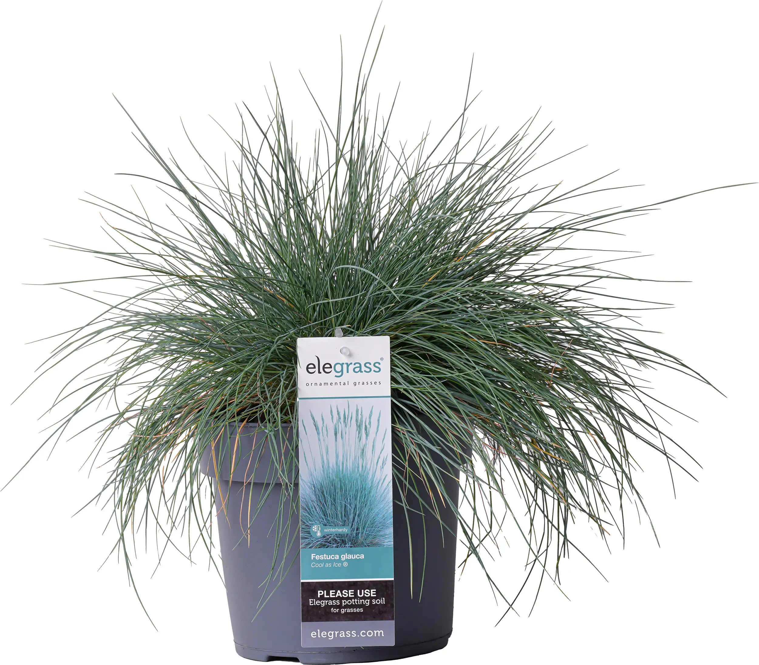 Ziergräser Festuca in Sorten 19 cm Topf