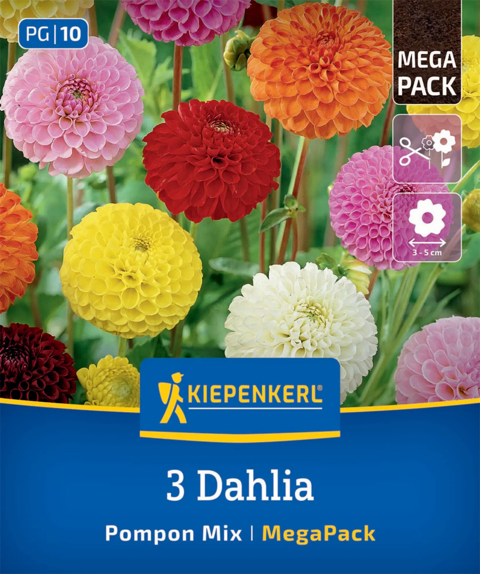 Kiepenkerl Mega-Pack Frühjahrsblumenzwiebel Pompon-Dahlien Mischung 3 Stück