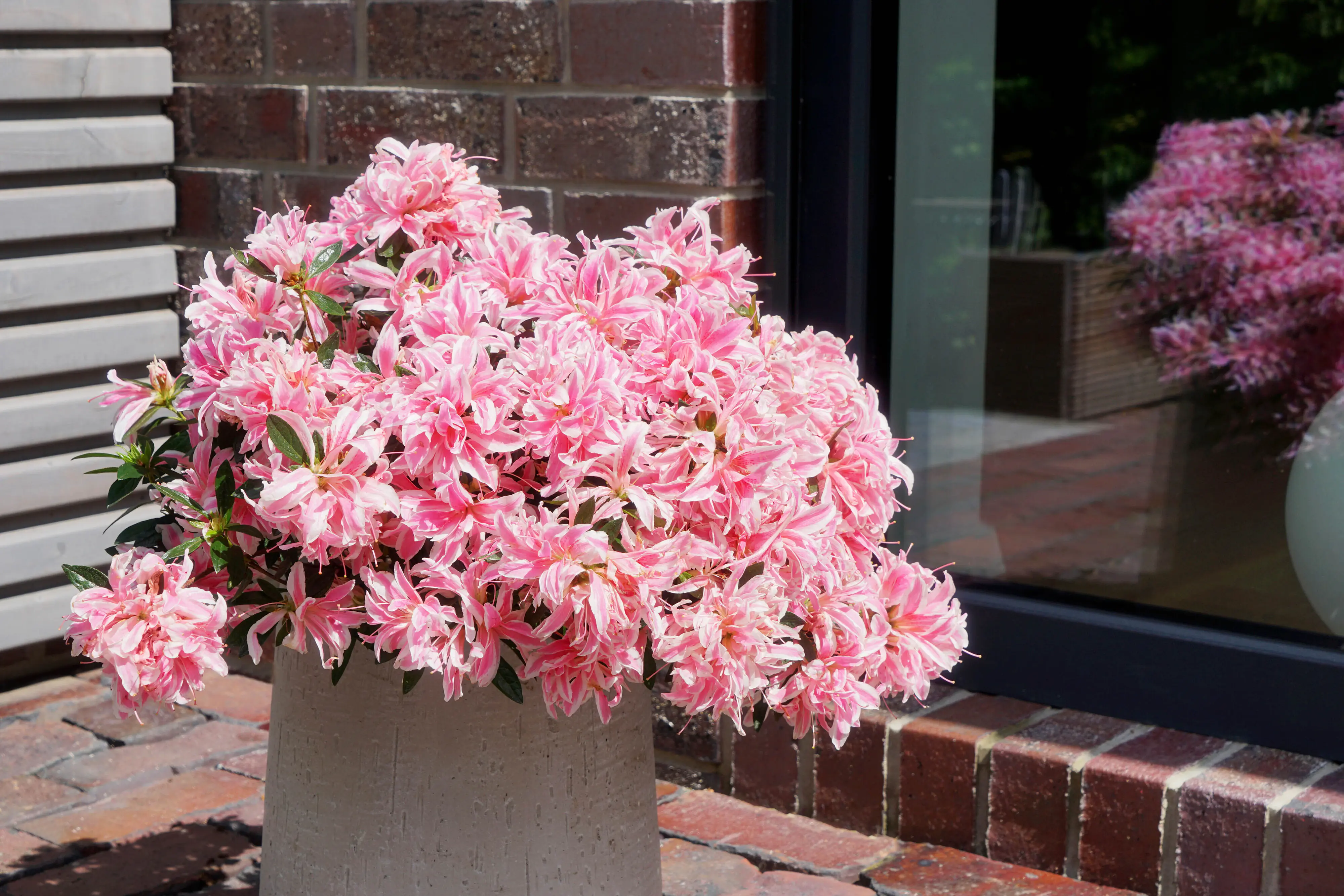 Japanische Azalee Rhododendron Pink Spider 20 - 30 cm hoch 17 cm Topf Japanische Azalee Rhododendron Pink Spider 20 - 30 cm hoch 17 cm Topf