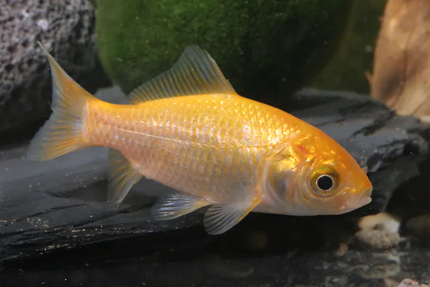 Teichfisch Goldfisch 10 - 12 cm Carassius auratus