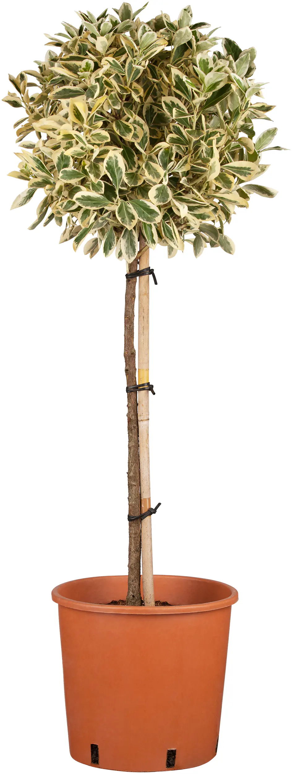 Formschnitte Viertelstämme 10 Liter Container