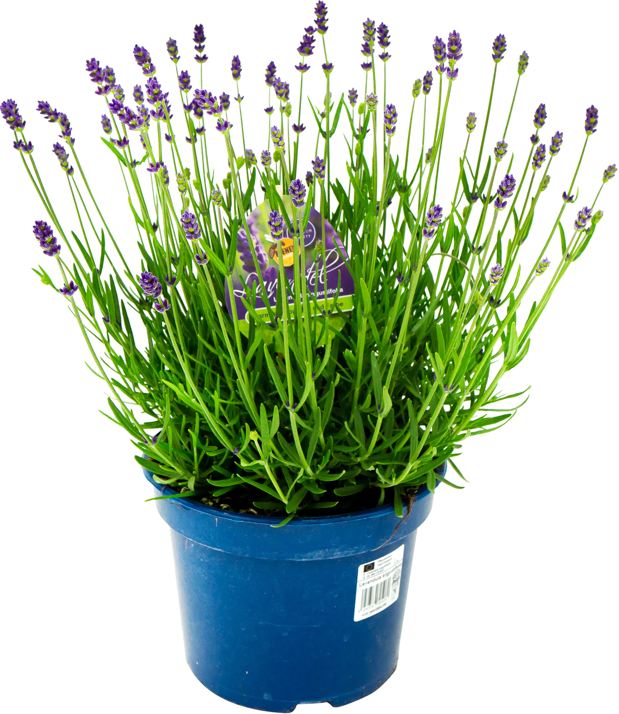 Lavendel angustifolia 17 cm Topf