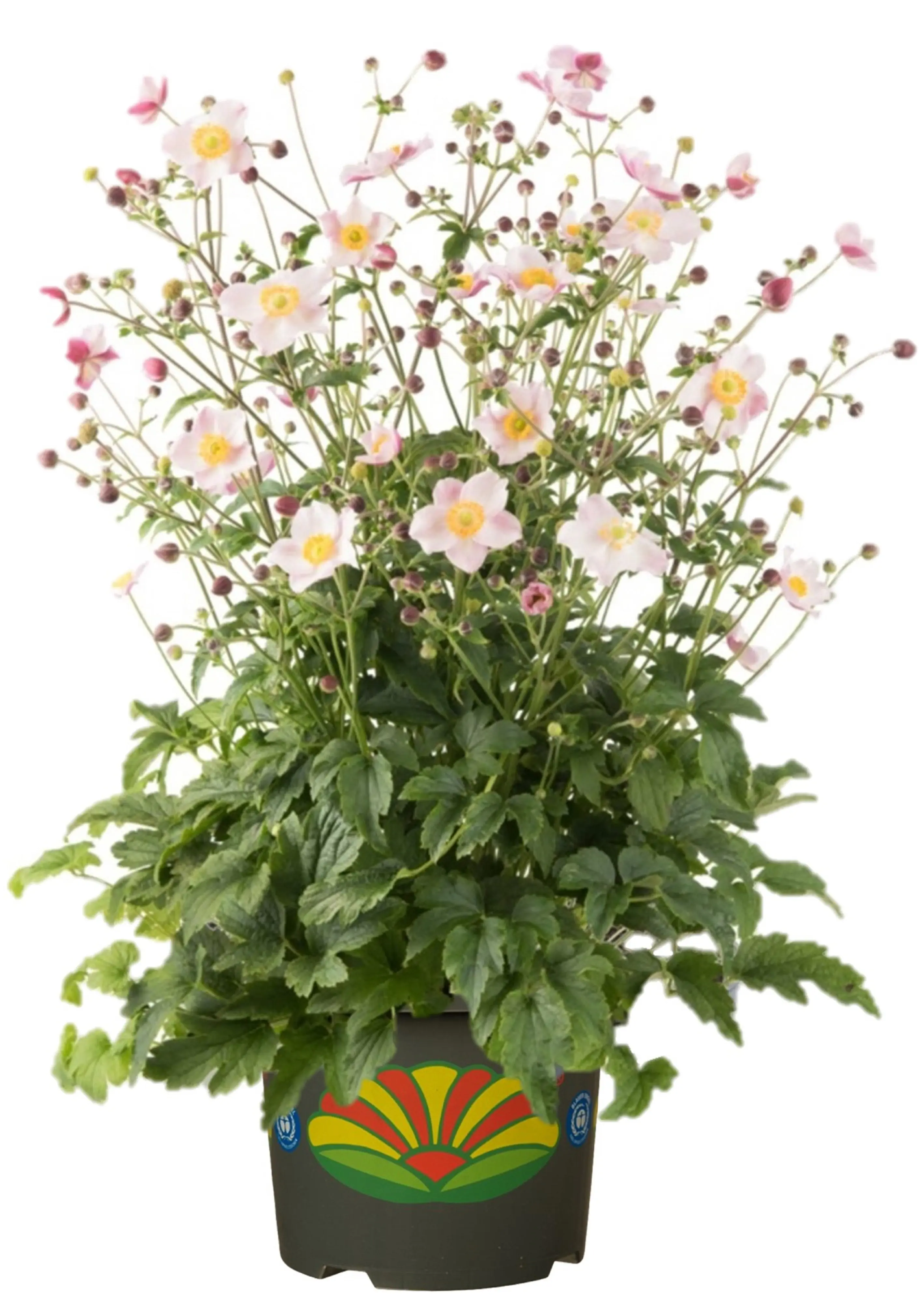 Windröschen Anemone verschiedene Farben 2 Liter