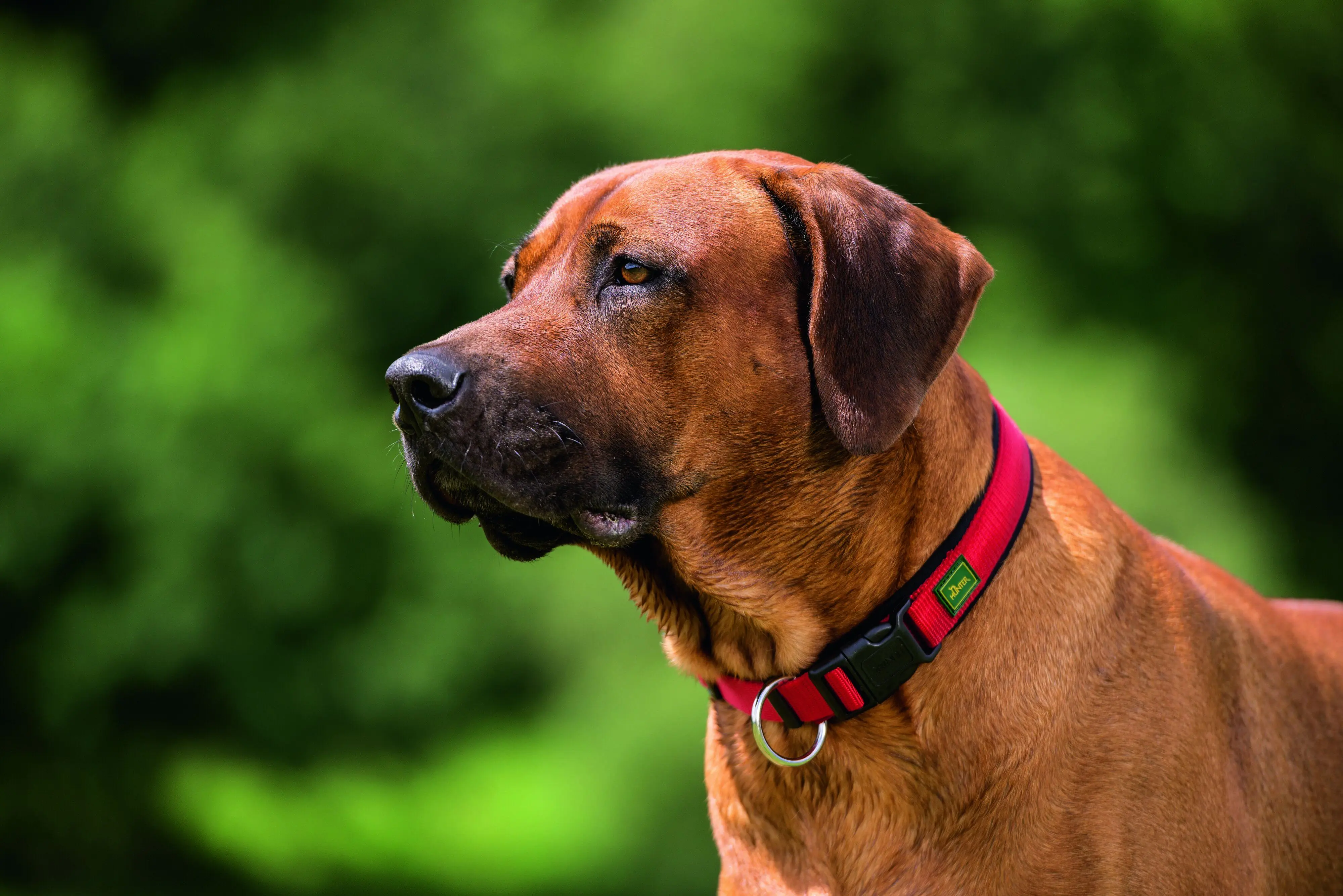 Hunter Hundehalsband Vario Plus M-L rot/schwarz
