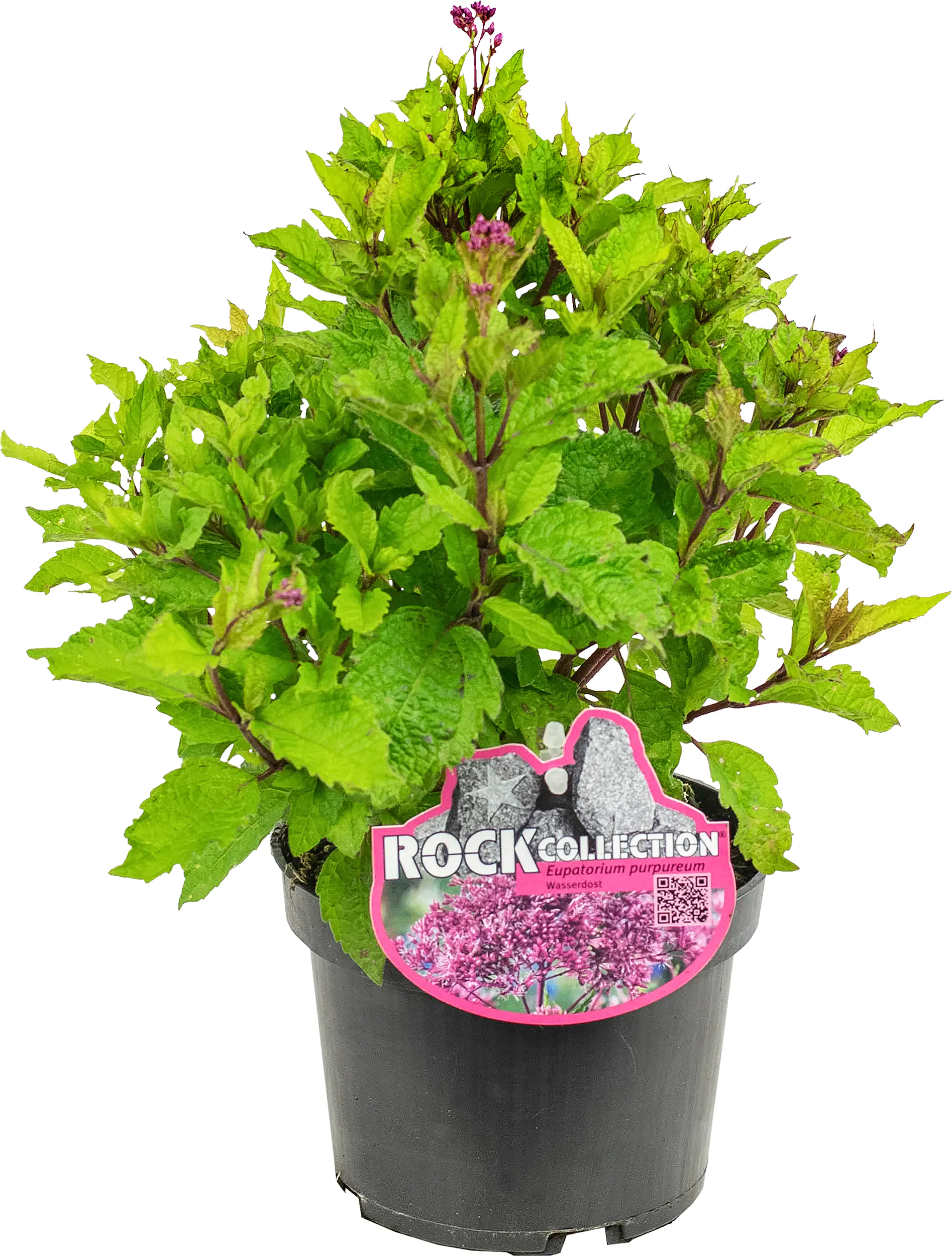 Wasserdorst Eupatorium purpureum 13 cm Topf