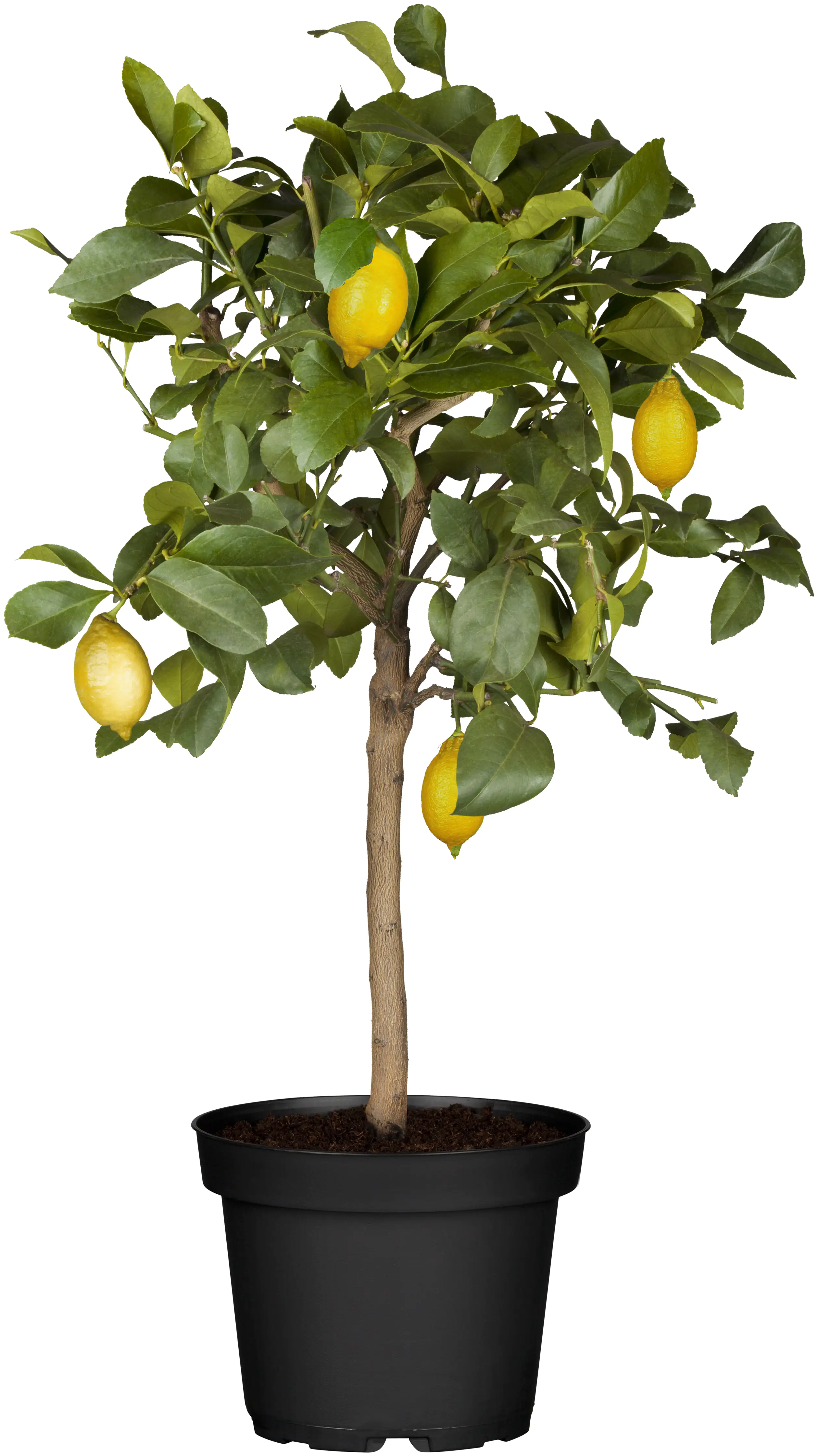 8717929957088 Zitronenbaum Citrus Limon H ca 80 cm 23 cm Topf