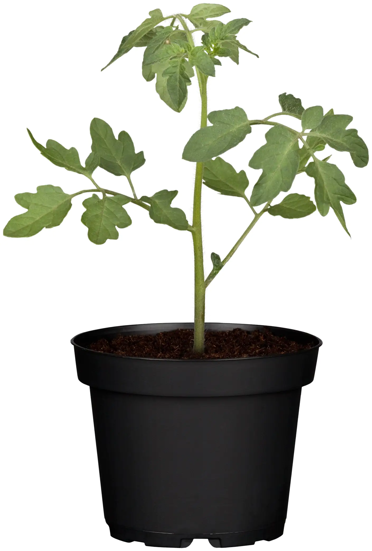 Tomatenpflanzen Solanum lycopersicum Cocktailtomate rot krautfäuleresistent 10,5 cm Topf