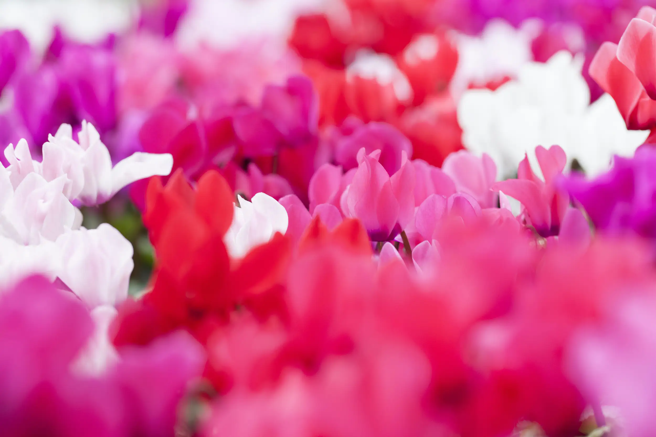 Freiland Alpenveilchen 4er-Pack