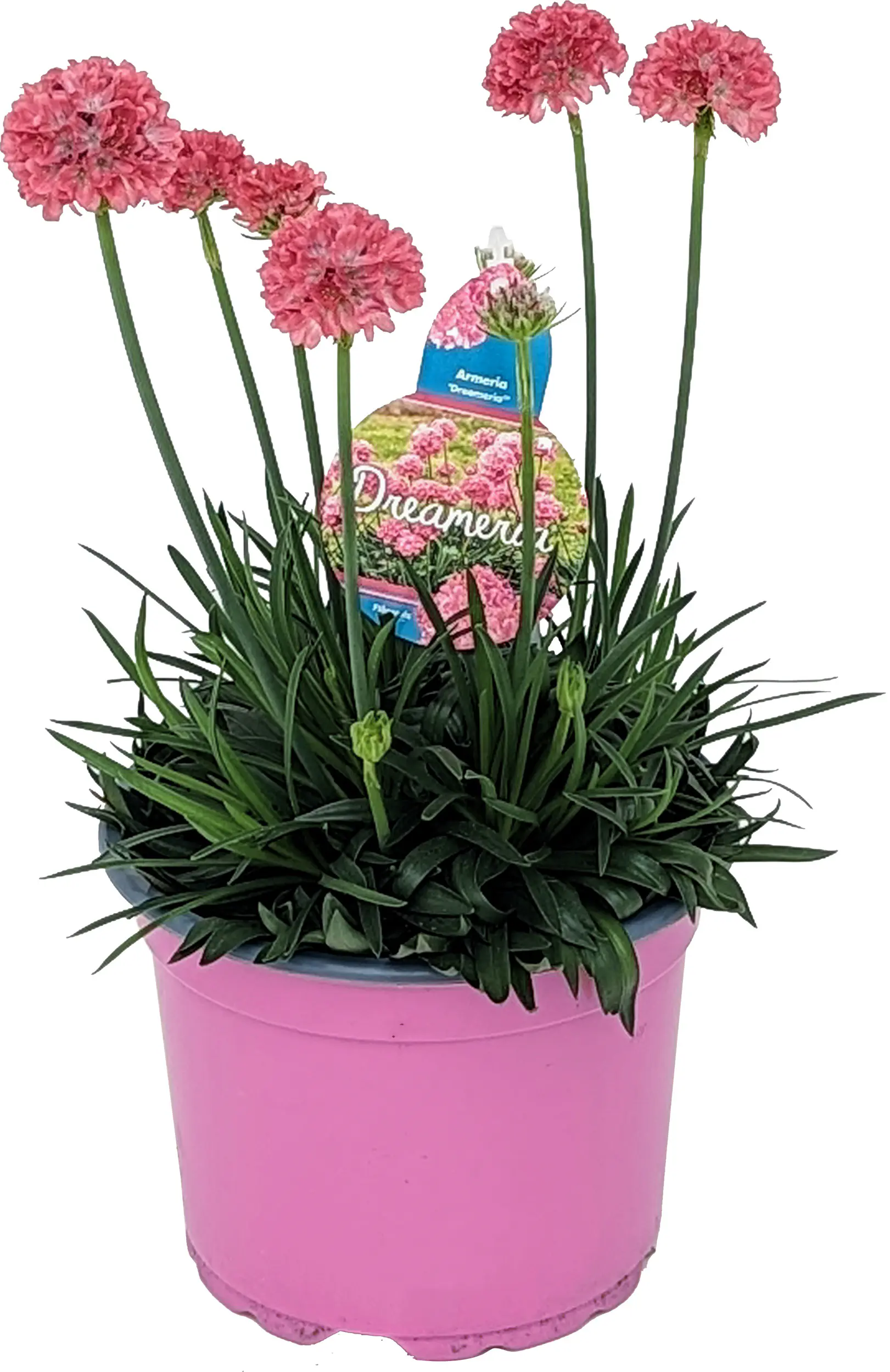 Frühlingspflanzen "Spring Pink" Grasnelke Armeria Dreameria 17 cm Topf