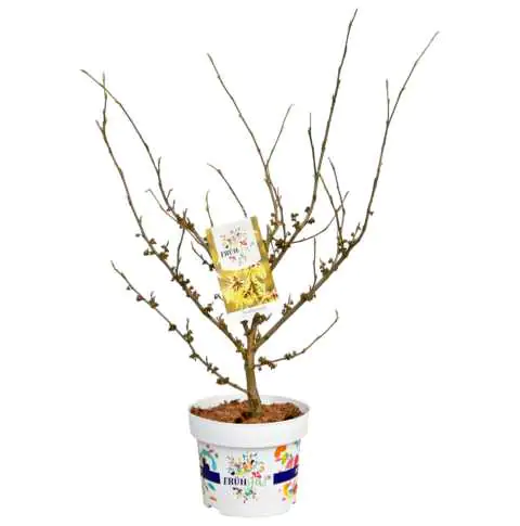 Frühja! Zaubernuss 23 cm Topf, 40-60 cm hoch Frühja! Zaubernuss 23 cm Topf, 40-60 cm hoch
