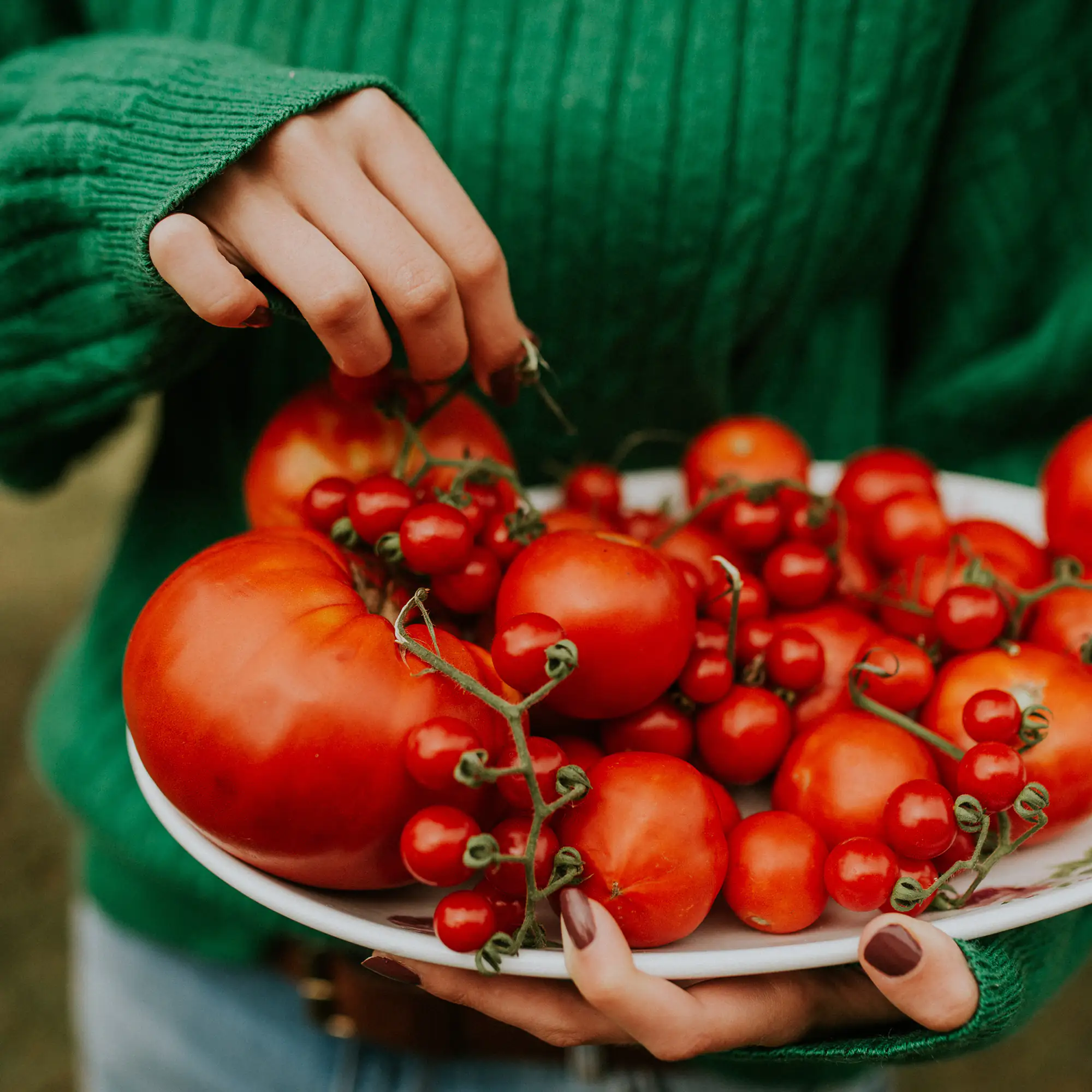 Westland New Horizon torffreie Tomatenerde 20 l