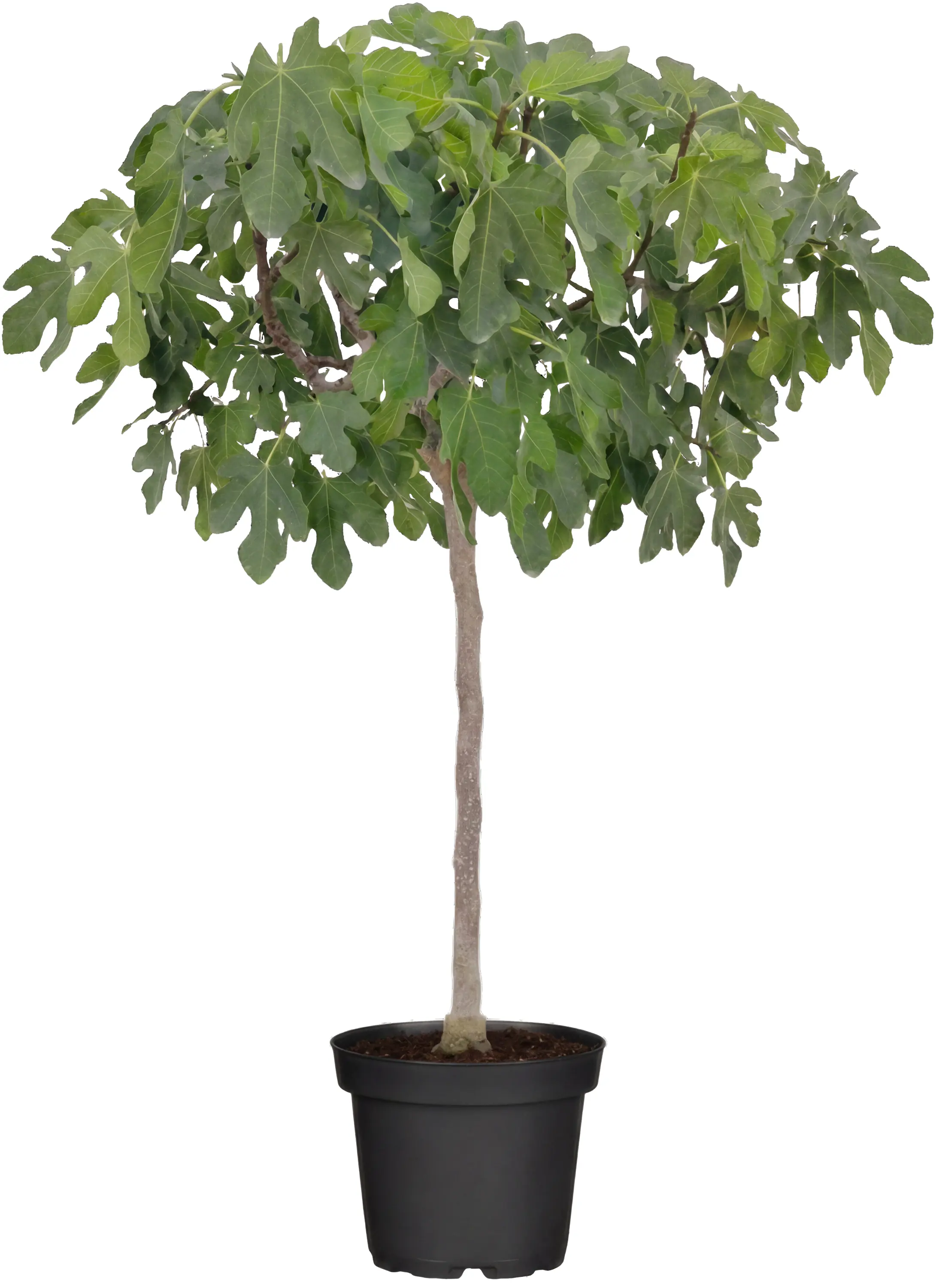 Ficus Carica Feigenbaum 180-200 cm hoch im 35 Liter Container