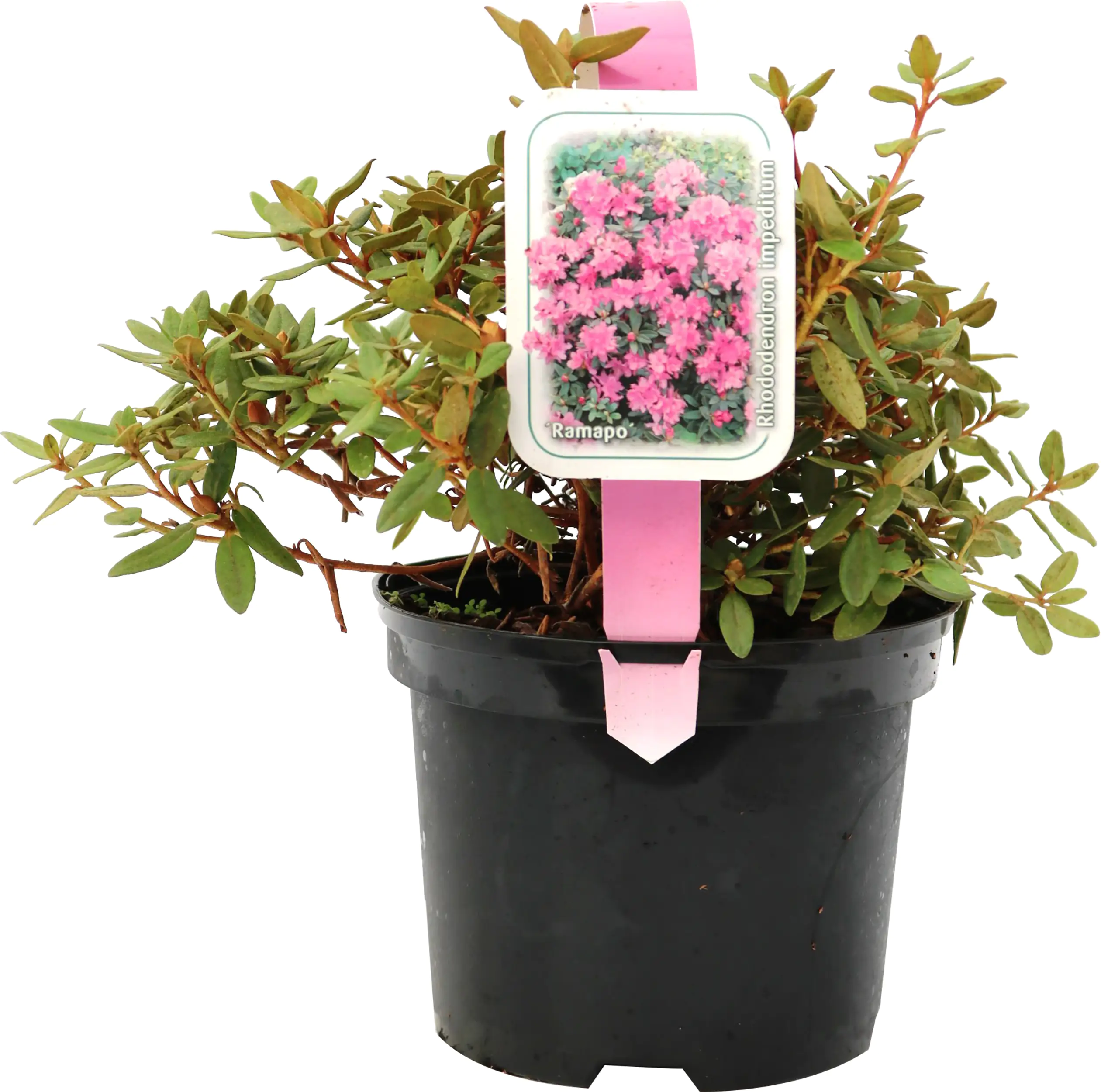 4029395002655_4 Zwergrhododendron H 15- 20 cm 2 L Container