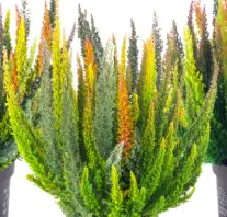 Heidemarie Calluna vulgaris die Fünffach Himmlische Heidemarie®  H 15 - 25 cm P13 Container Heidemarie Calluna vulgaris die Fünffach Himmlische Heidemarie®  H 15 - 25 cm P13 Container