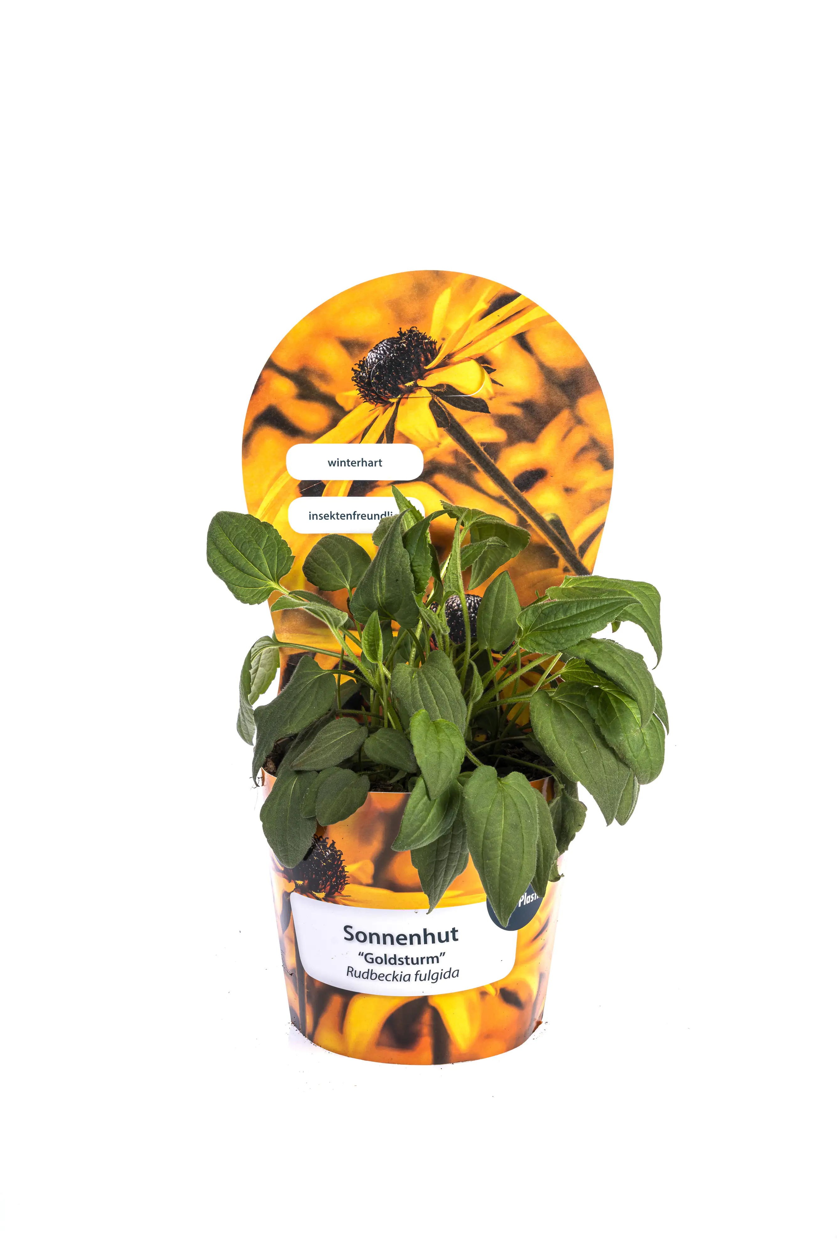 Sonnenhut Rudbeckia fulgida 'Goldsturm' H 50 - 70 cm 19 cm Topf
