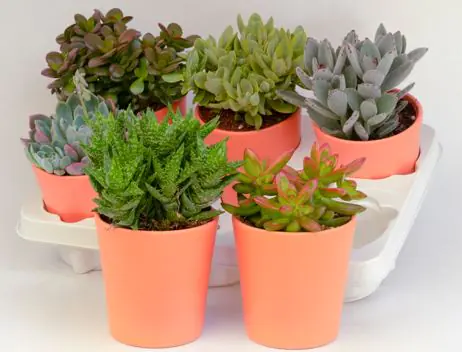 Cactaceae Sukkulenten 10,5 cm im 11 cm Topf