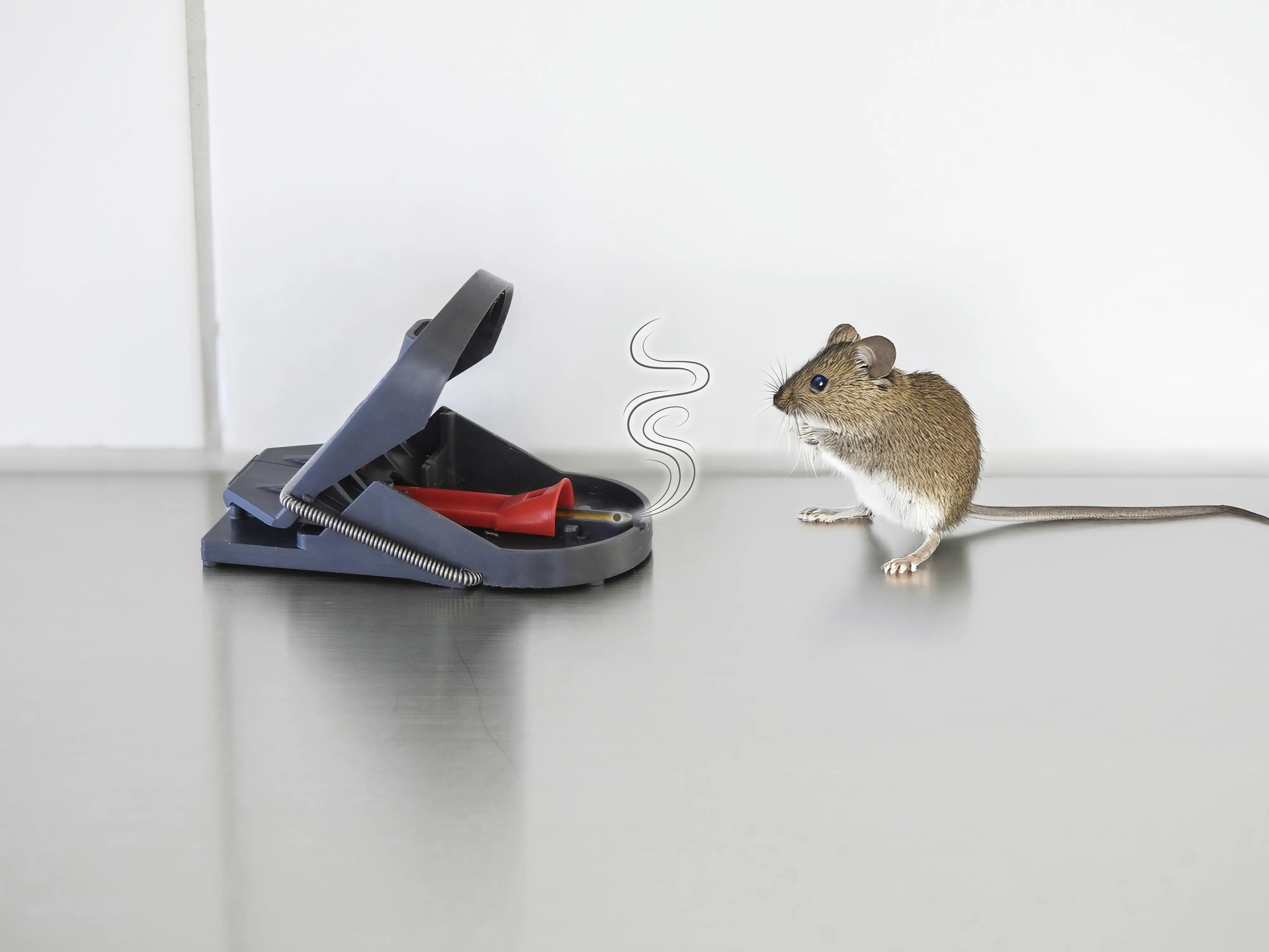 Swissinno Mausefalle SuperCat Pro inkl. 2 Köderspritzen