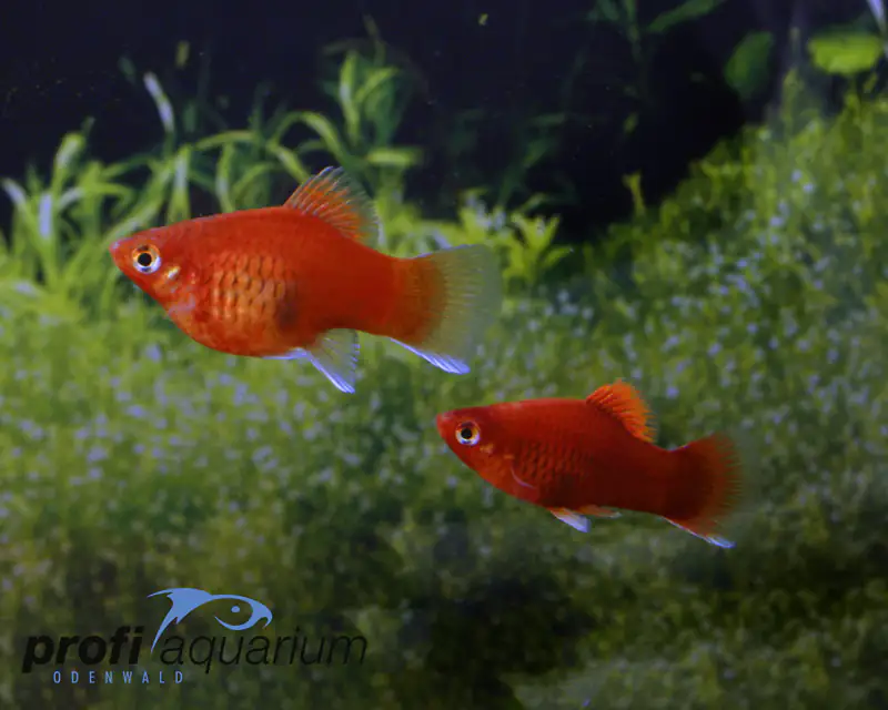 Aquariumfisch Roter Korallenplaty 4 cm Xiphophorus maculatus