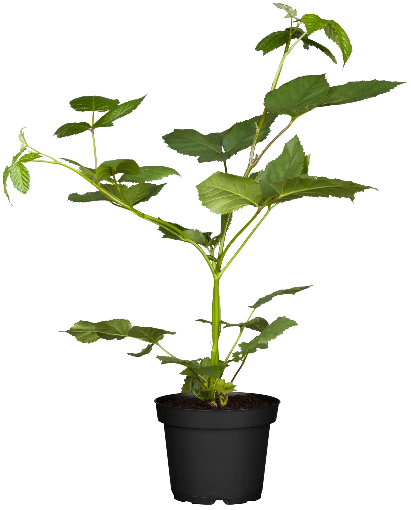 Bio Beerenobst Riesen Blaubeere Rubus fruticosus schwarz 3 Liter Topf 