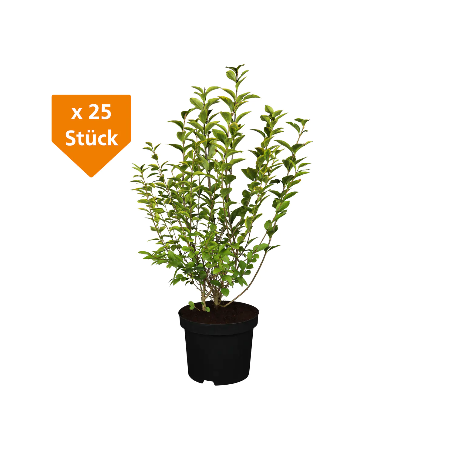Ovalblättriger Liguster Ligustrum ovalivolium H 150 - 175 cm, 25 Stück