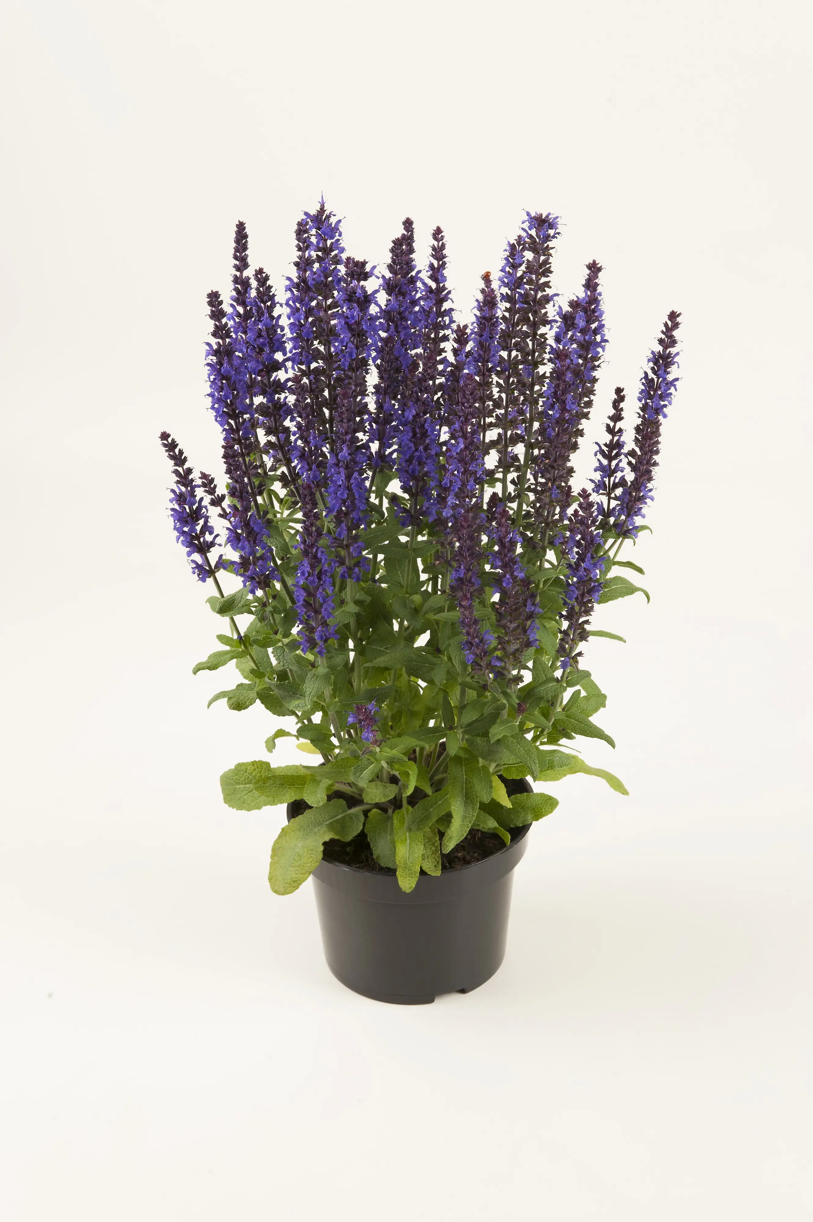 Salbei in Sorten Salvia H 30 cm+ 5 L Container Salbei in Sorten Salvia H 30 cm+ 5 L Container
