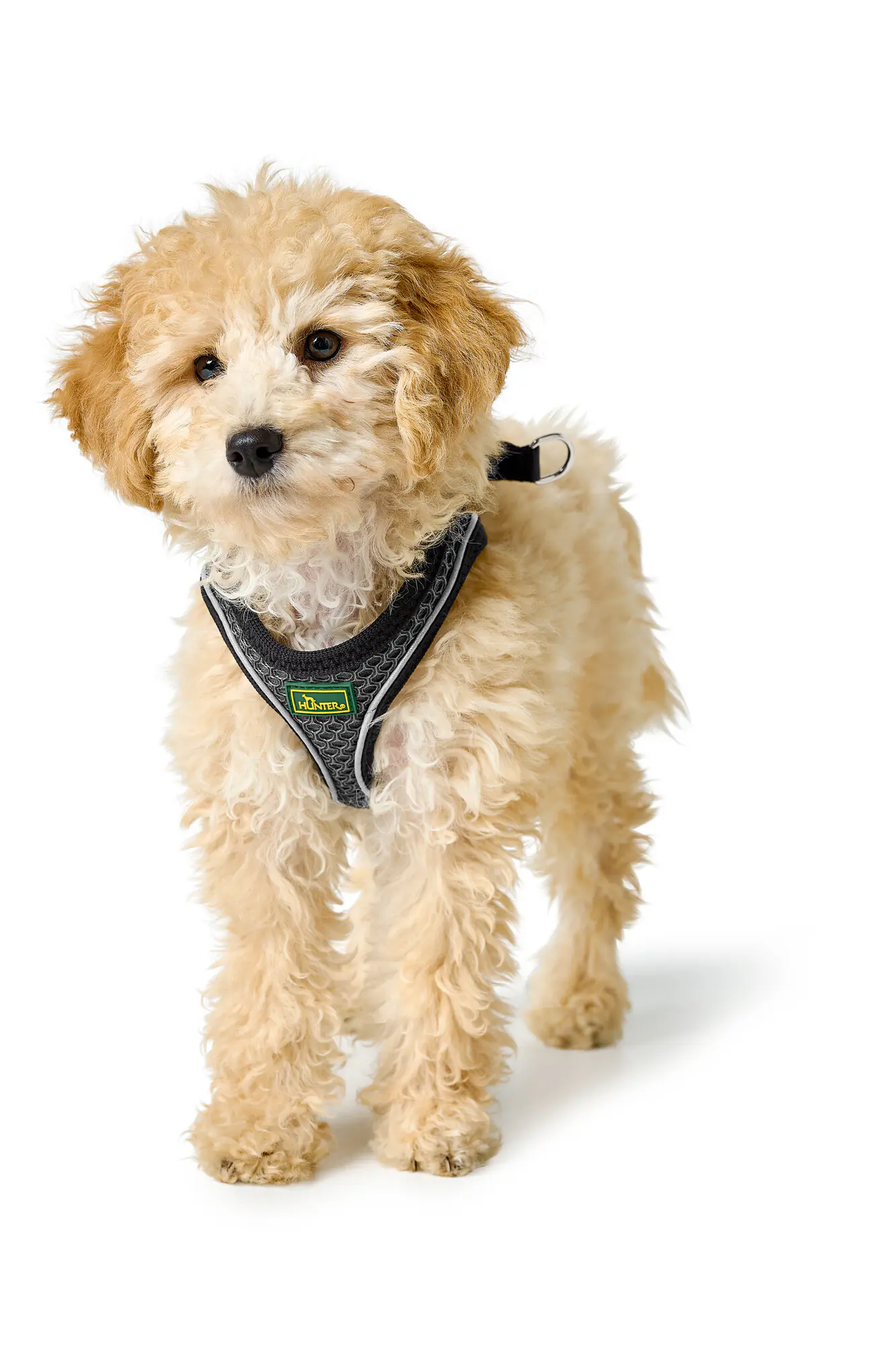 Hunter Hundegeschirr Hilo Comfort M anthrazit