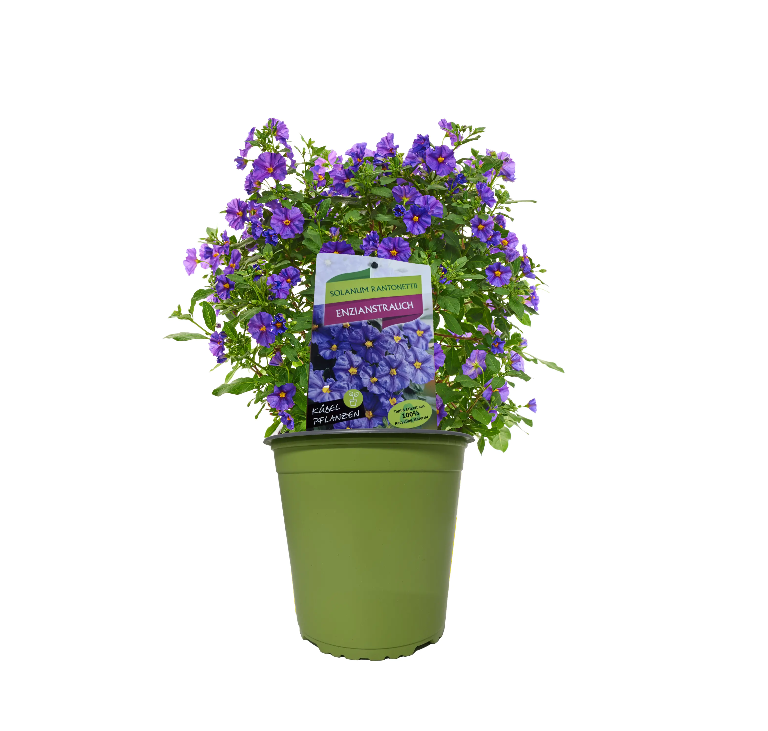 Sommerflor Kübelpflanzen Busch 19 cm