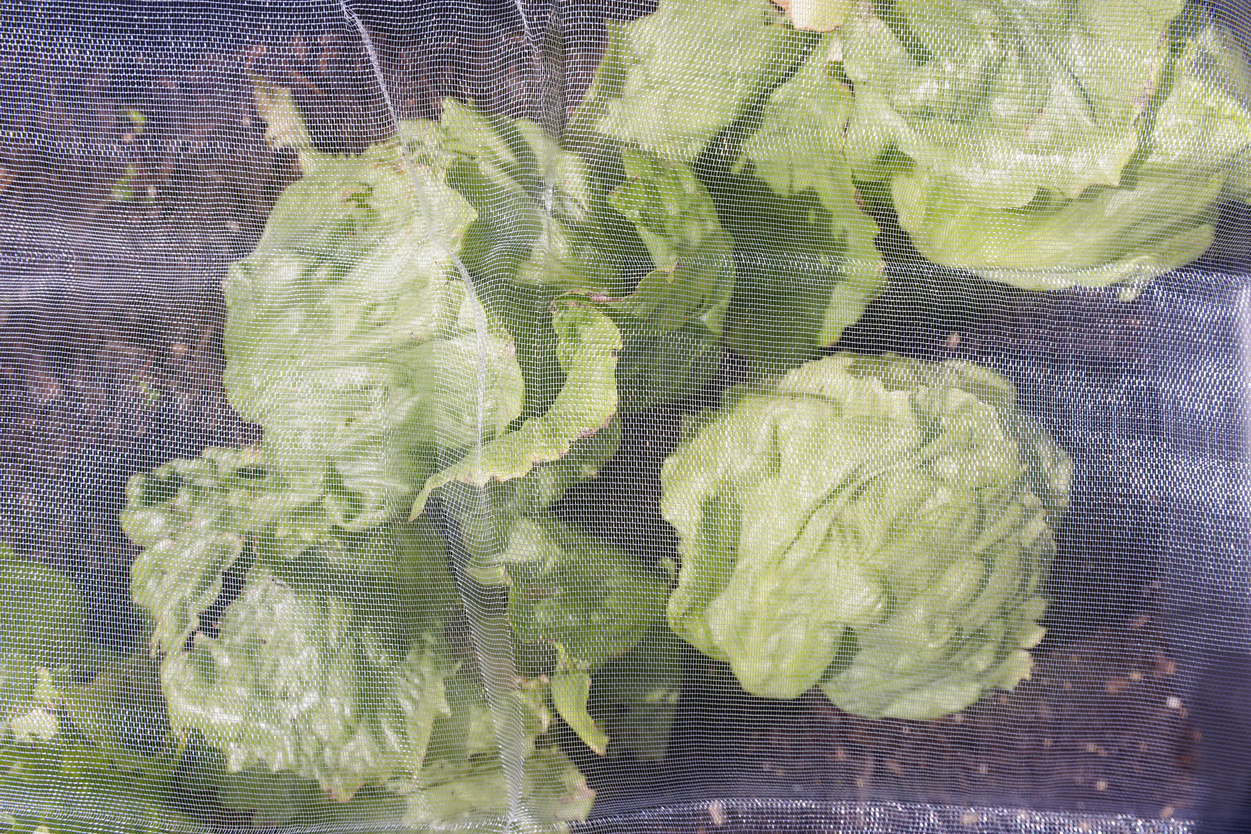 TrendLine Insektenschutznetz 2 x 5 m