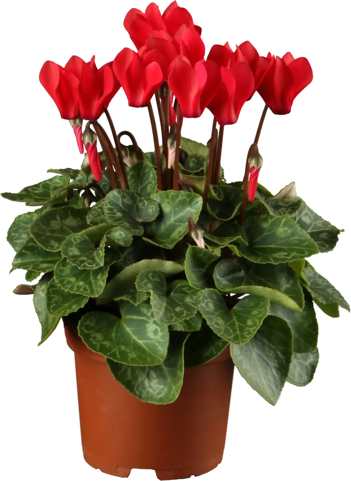 4011261012967_03 Alpenveilchen 13 cm Topf