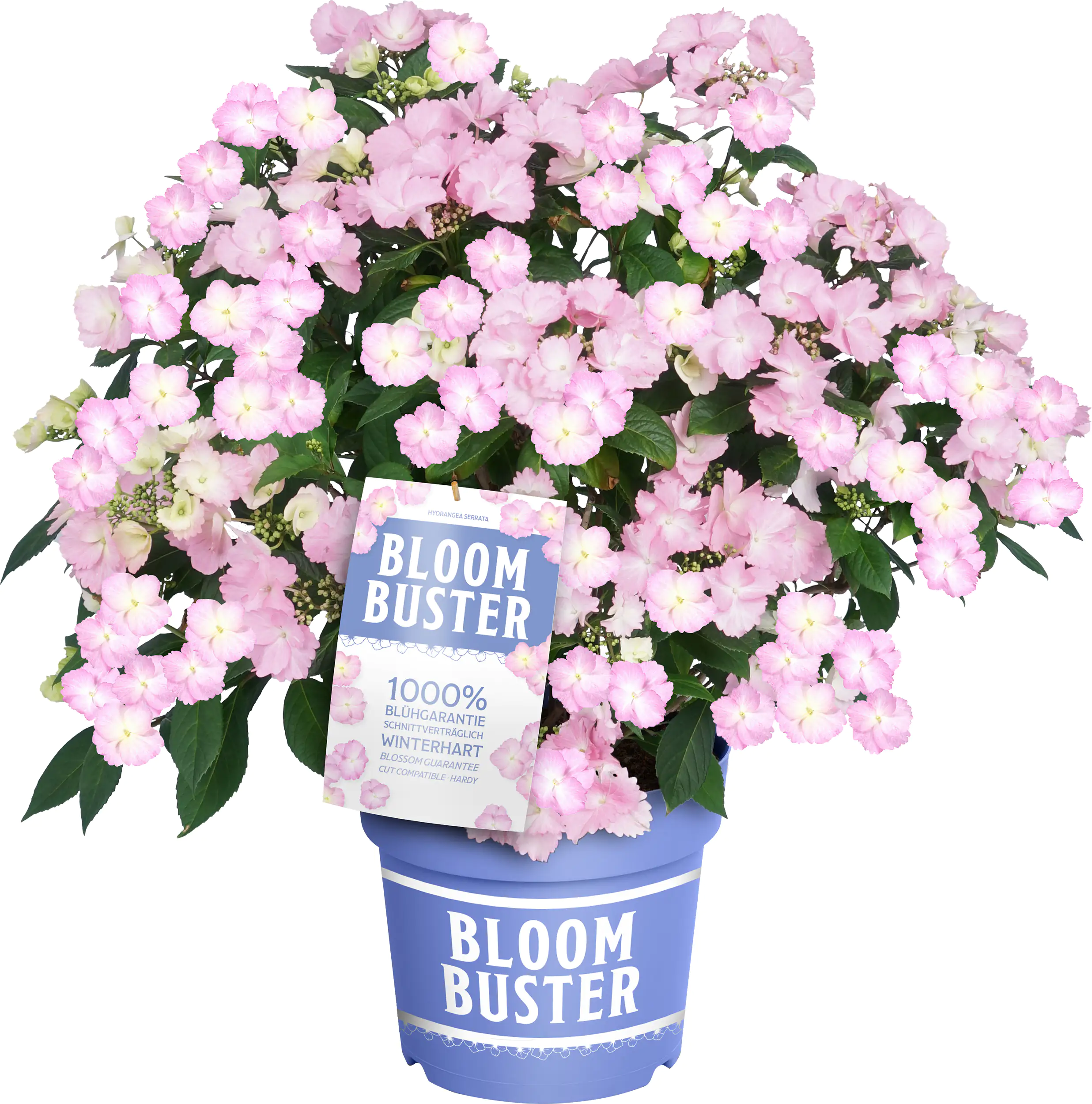 Bauernhortensie Bloombuster Hydrangea mac. H 30 - 40 cm 5 L Container