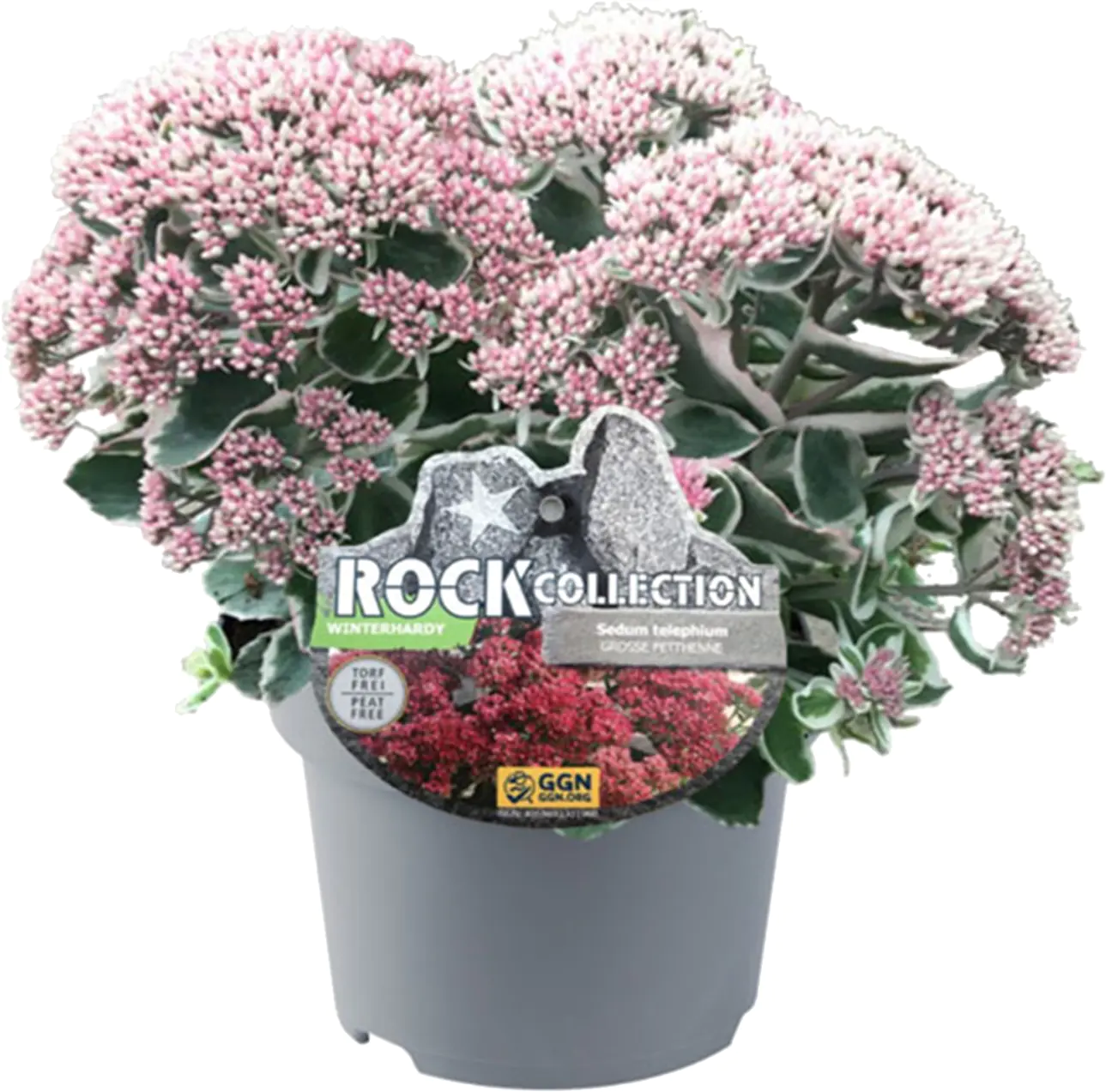 Sedum grobblättrig Fetthenne 13 cm Topf