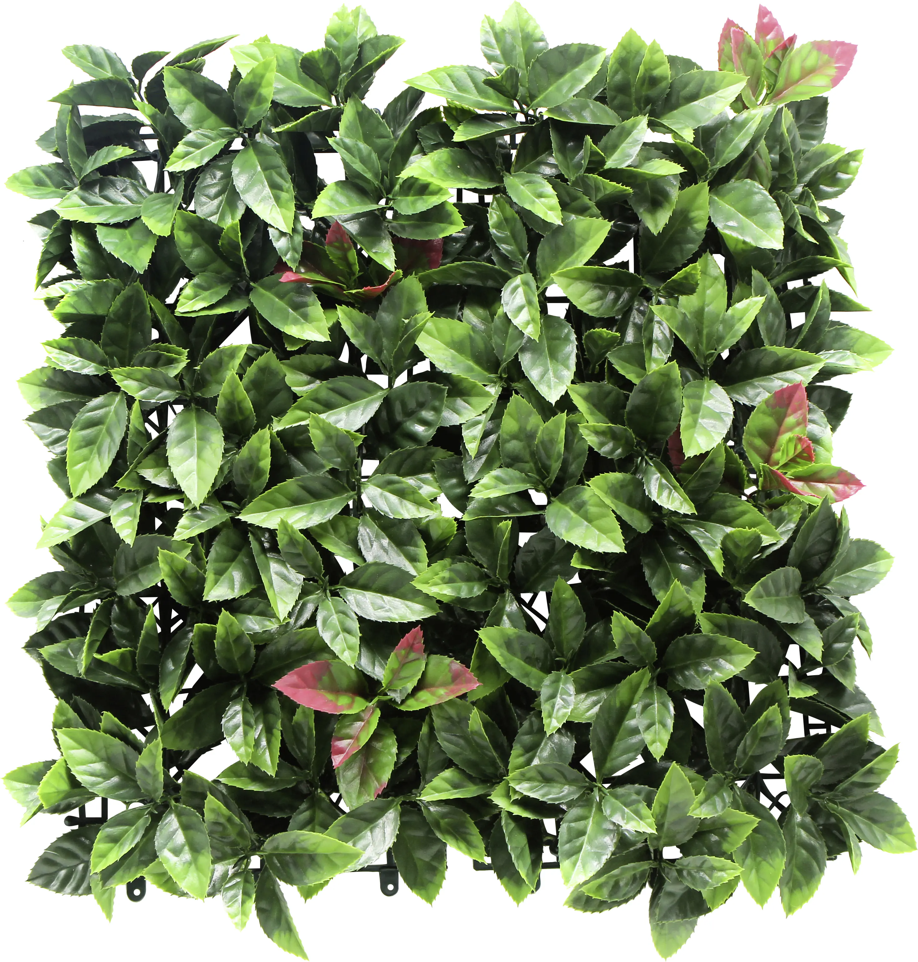 Garden Deluxe Pflanzenwand Botanik 50 x 50 cm