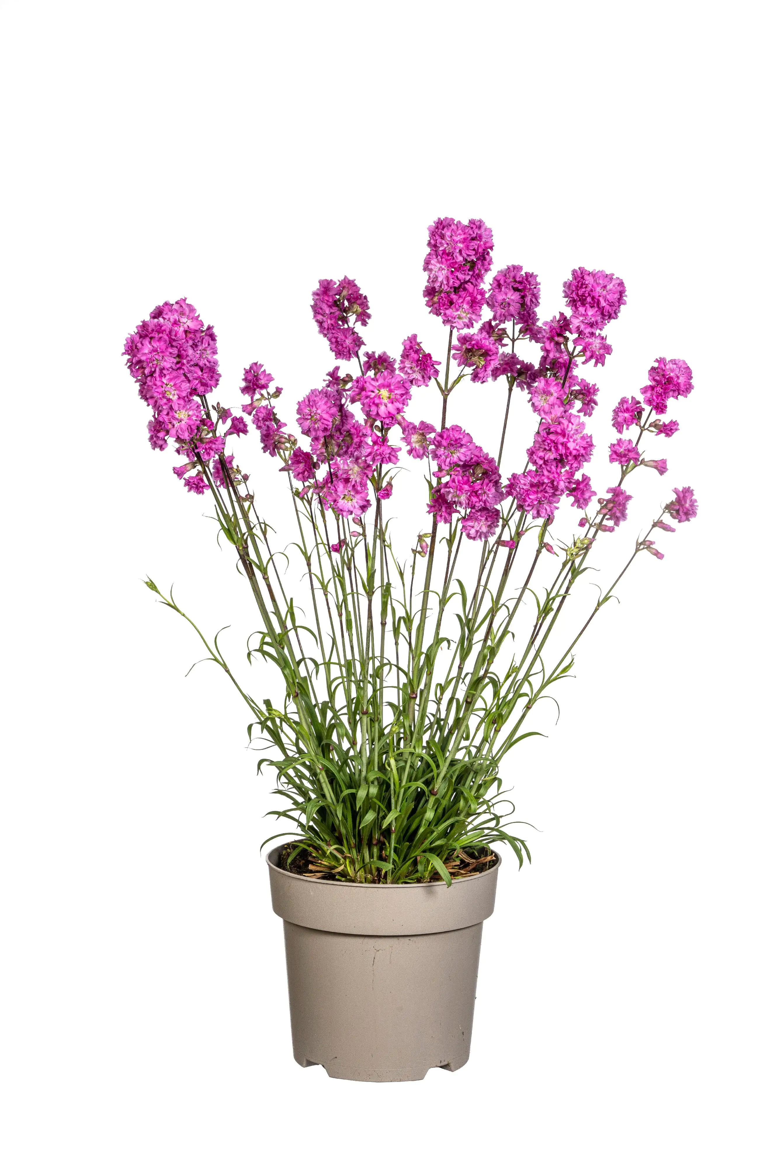 Pechnelke Lychnis viscaria 19 cm Topf