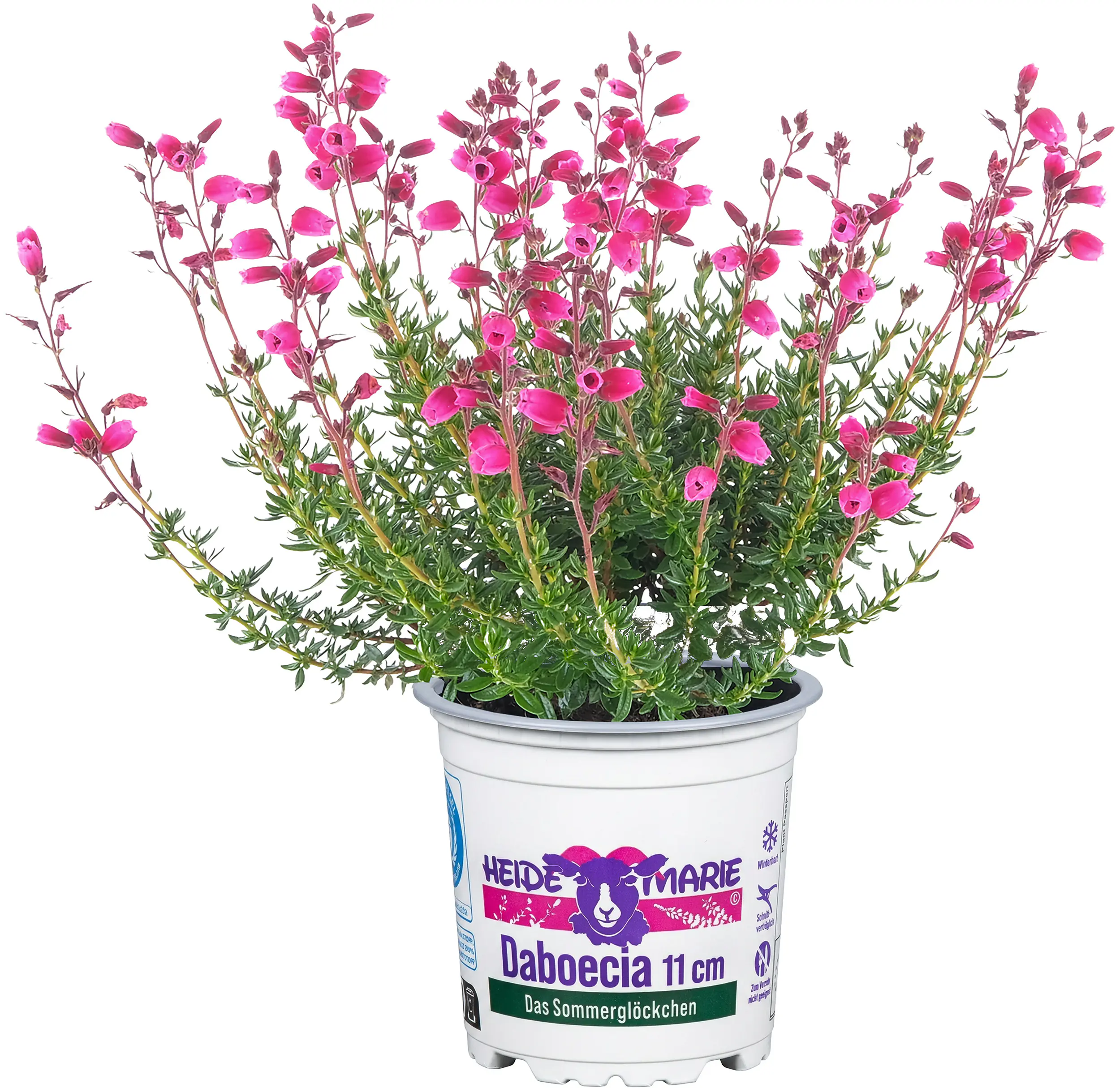 Daboecia cantabrica Irische Heide 11 cm Topf