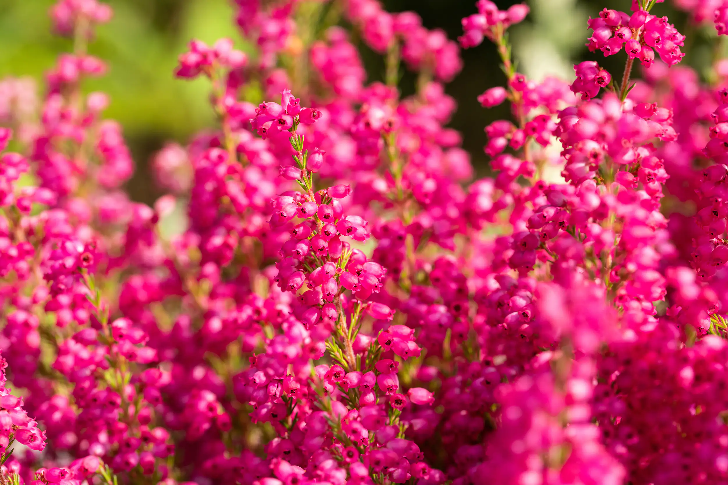 Glockenheide Erica gracilis Heidi's 12 cm Topf