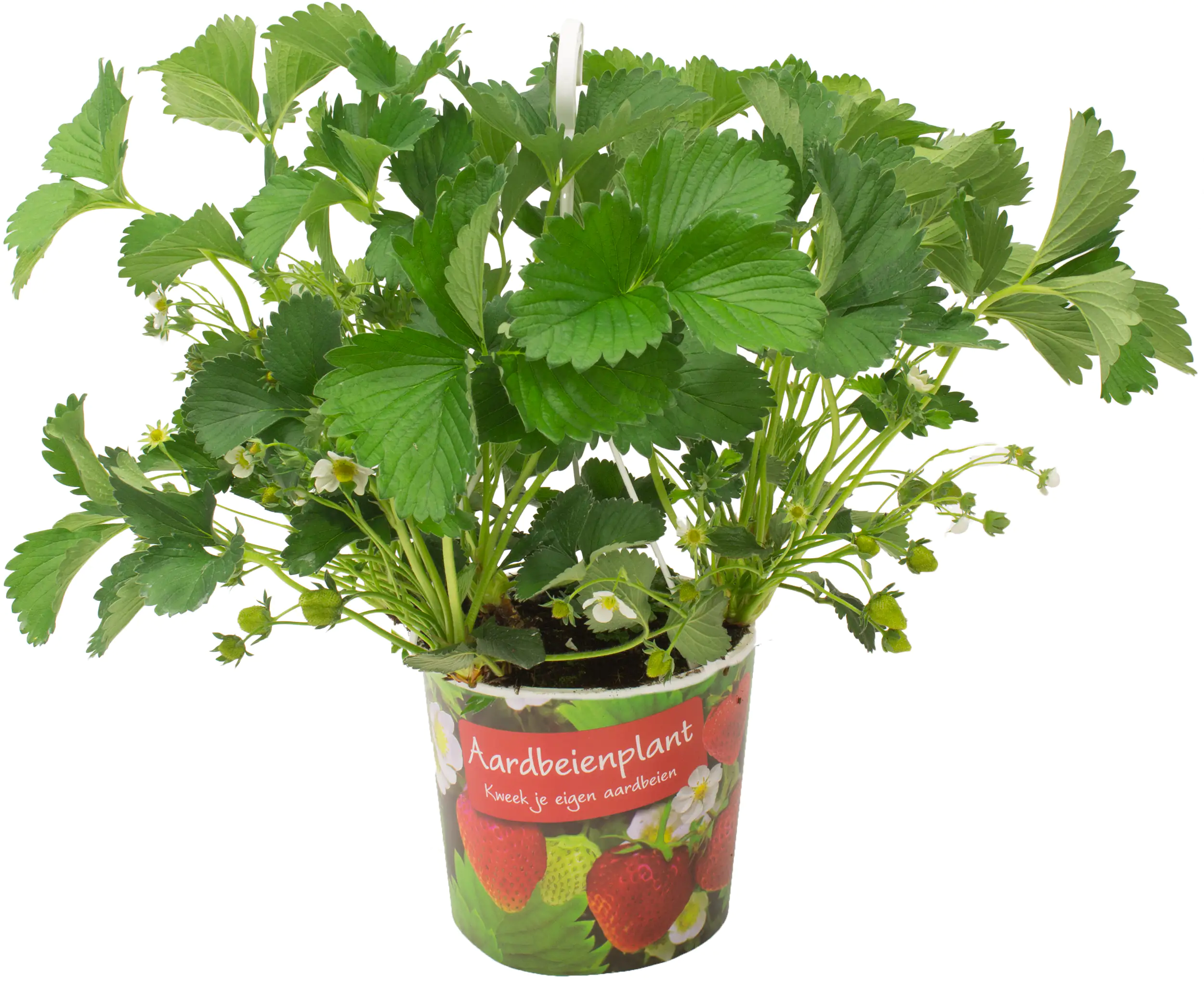 8717432251734 Erbeere Fragaria 21 cm Topf