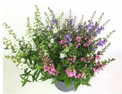 Angelonia angustifolia Engelsgesicht 19 cm Topf