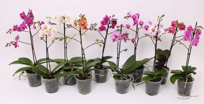 Orchidee, Phalaenopsis Multiflora 1 Trieber 12 cm Topf