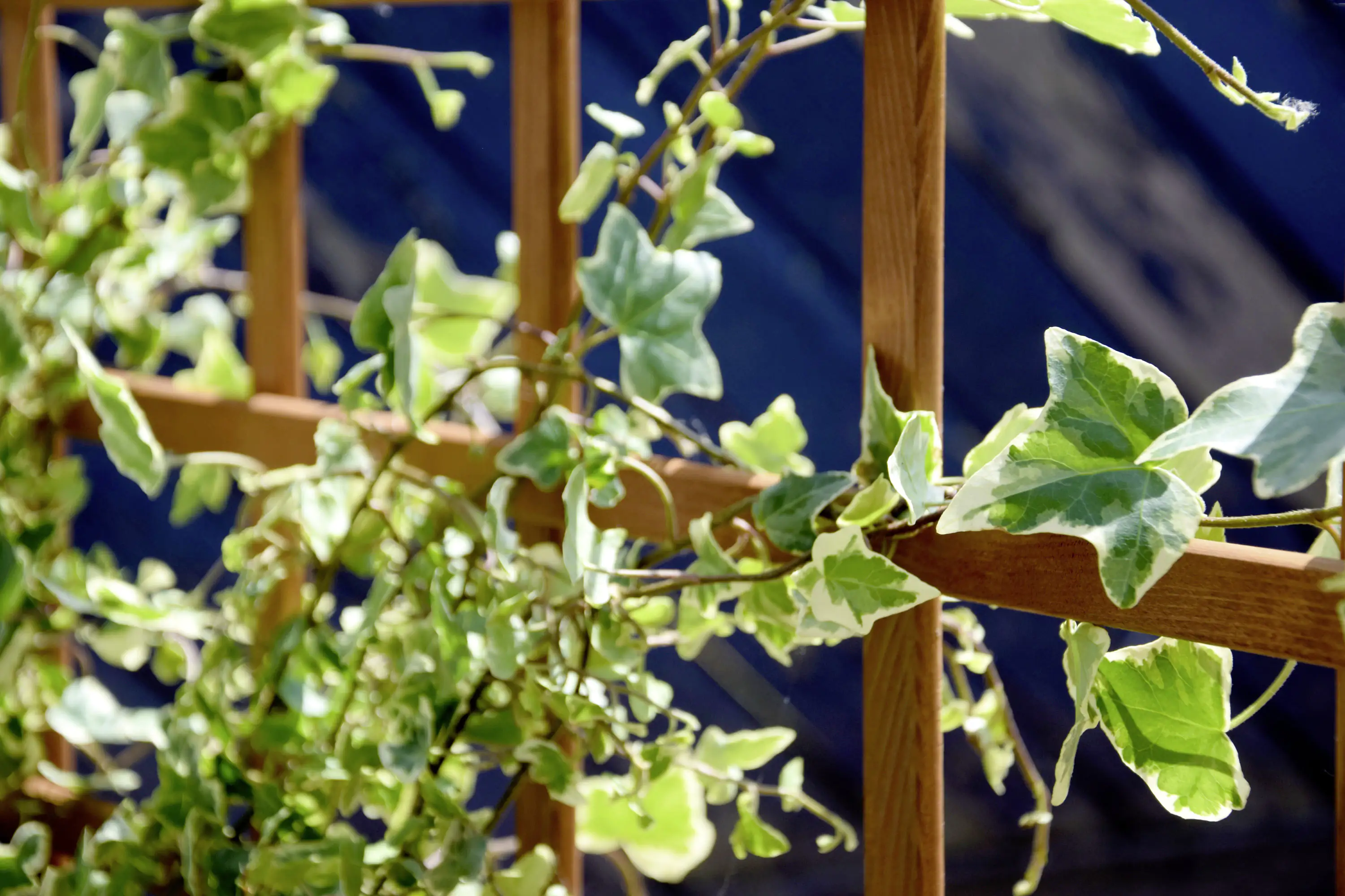 Dobar Pflanzkasten-Hochbeet Peru mit Spalier inkl. Folie 110 x 88 x 115 cm