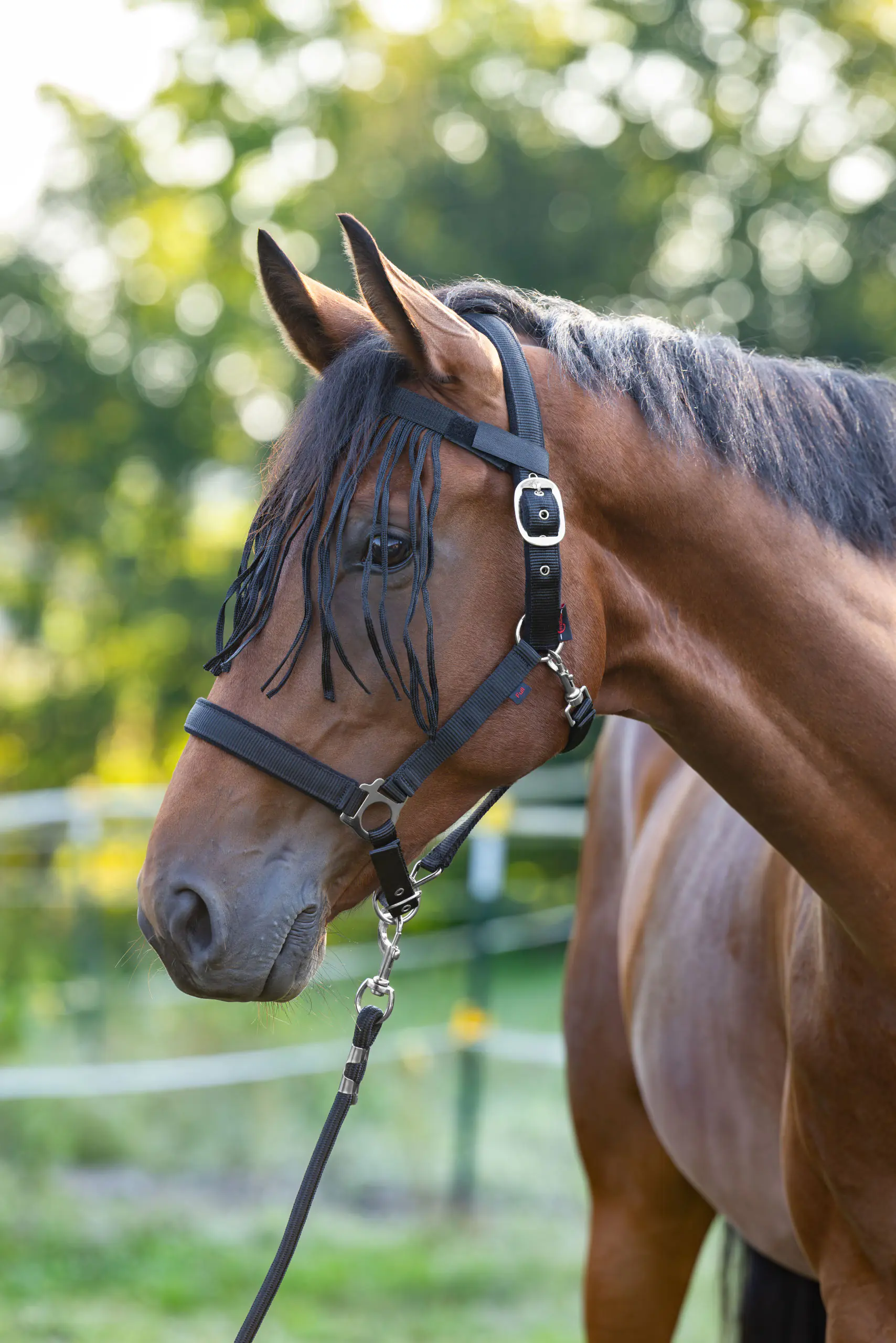 Kerbl Pferde Fliegenfransenband mit Klett- Verschluß schwarz Cob