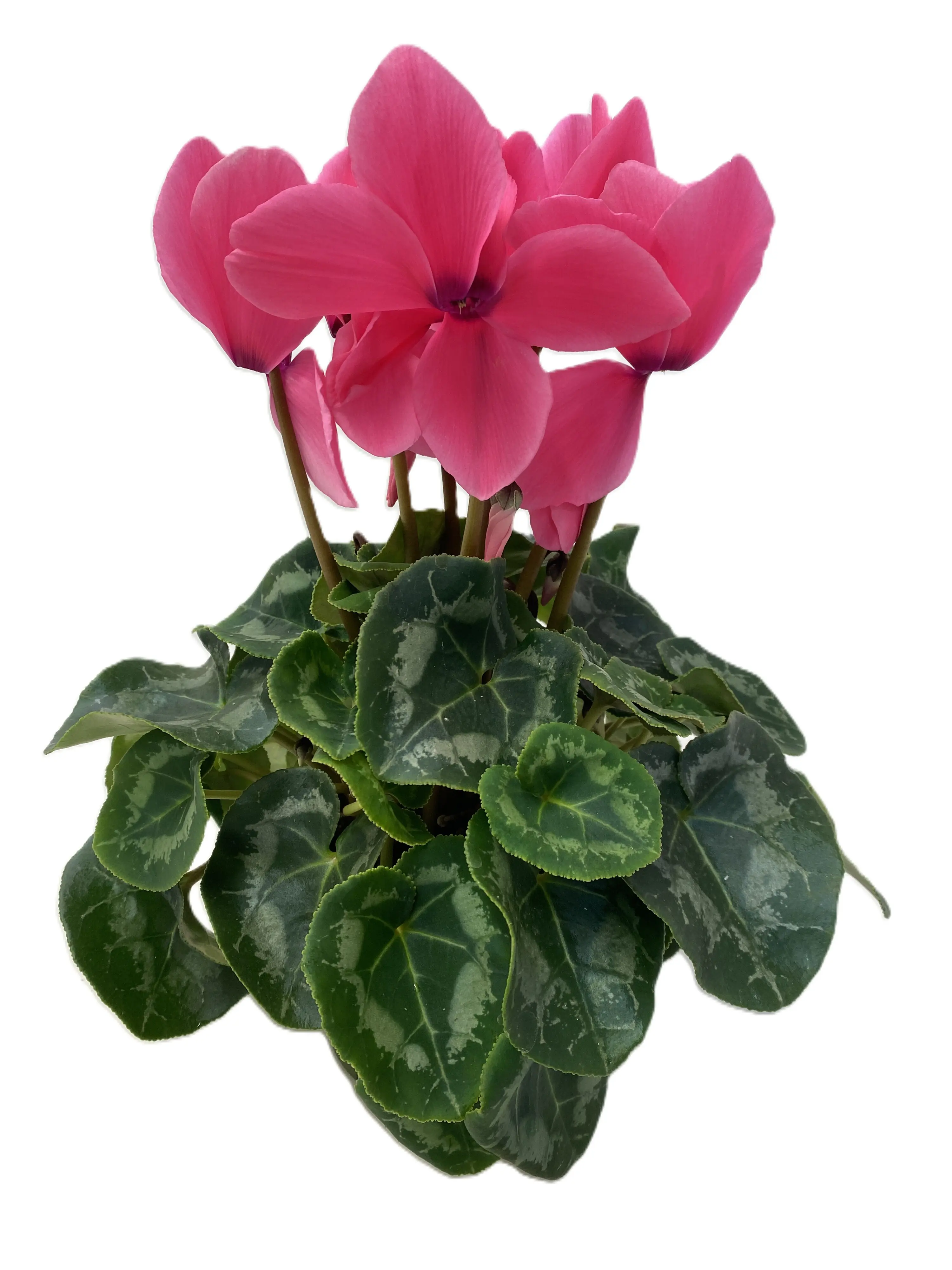 Alpenveilchen Cyclamen Mammoth im 13 cm Topf