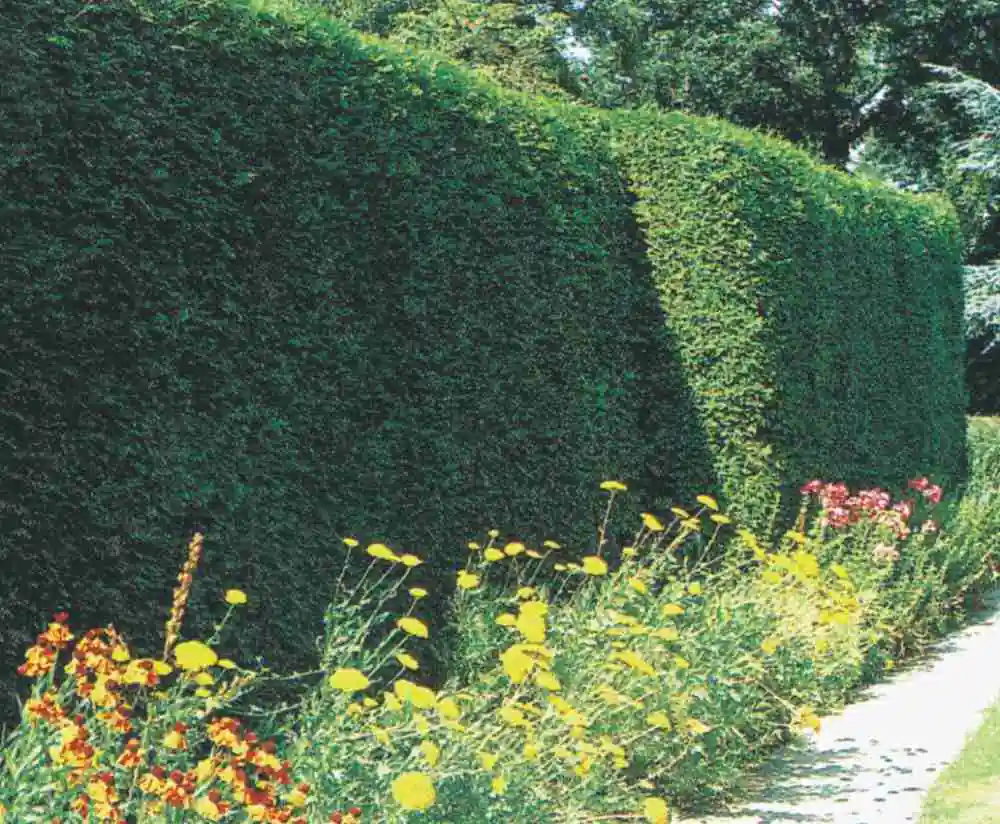 Lebensbaum Thuja occ. Brabant H 140 - 160 cm, 32 cm Topf