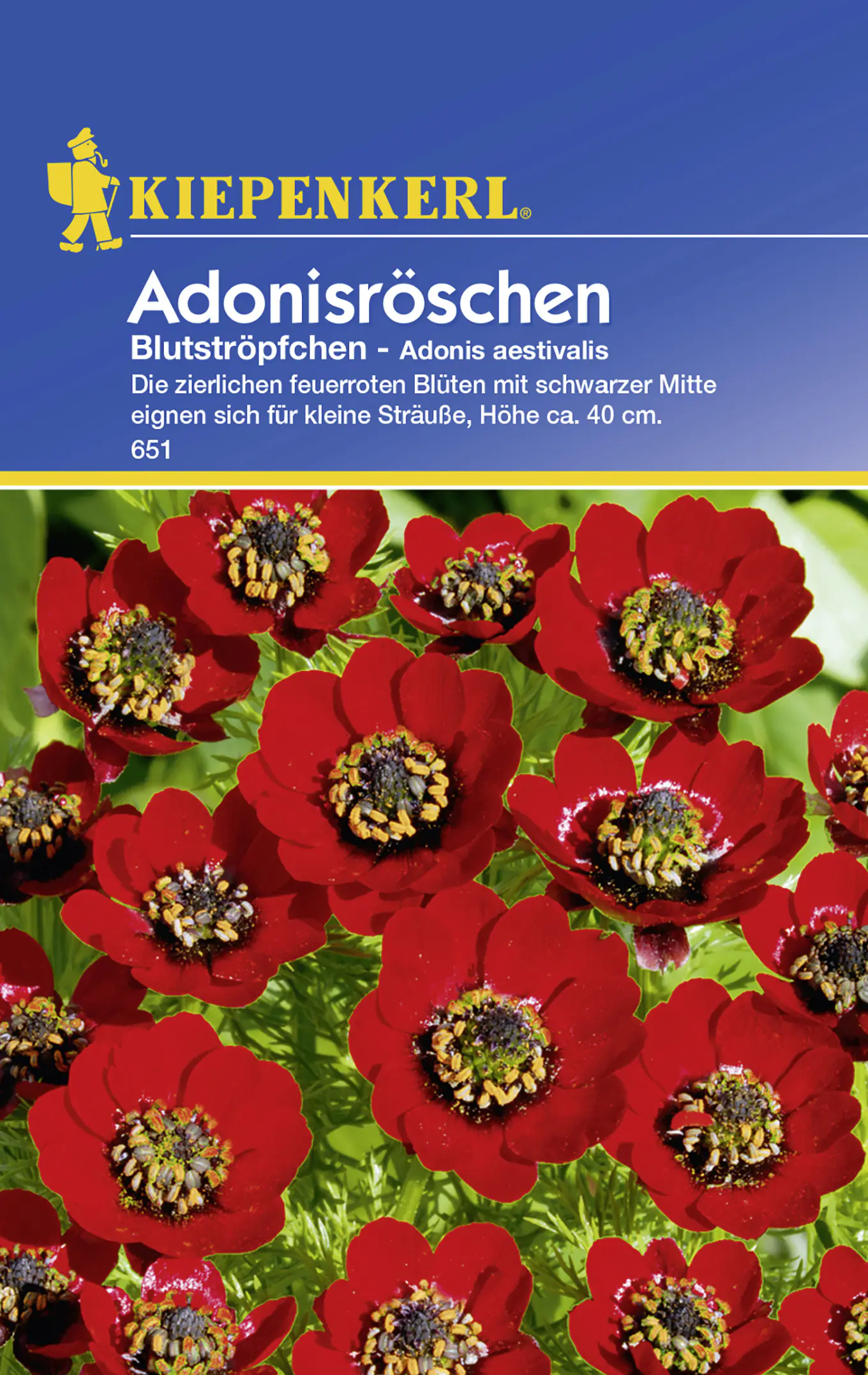 Kiepenkerl Adonisröschen Blutströpfchen Adonis aestivalis, Inhalt: ca. 50 Pflanzen