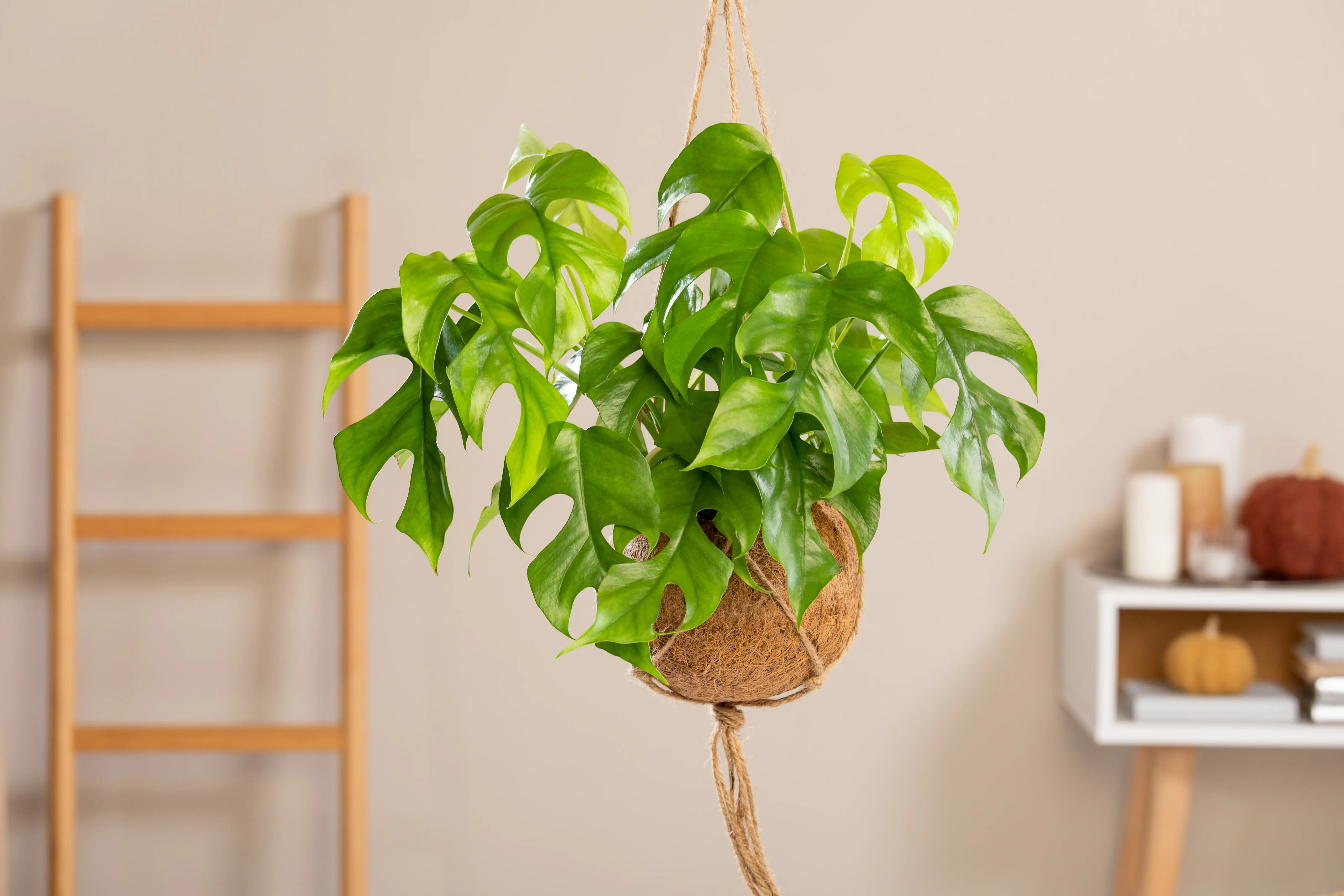 8717432161743_1 Kokodama Ampel Fensterblatt Monstera Minima H ca. 30 cm 17 cm Topf