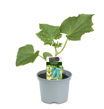 Einmachgurke 10,5 cm Topf